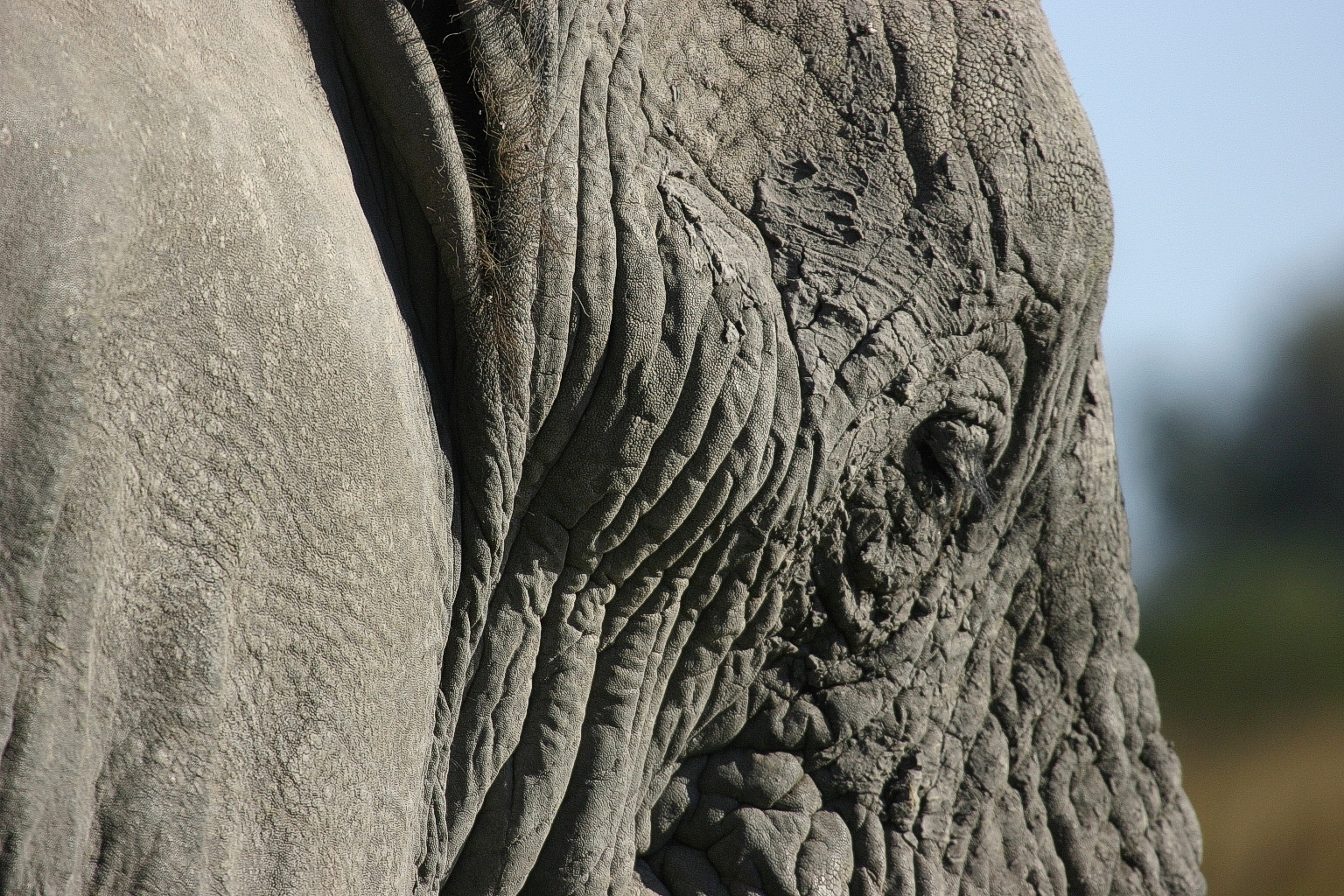Elephant Head, Big, Ears, Elephant, Head, HQ Photo