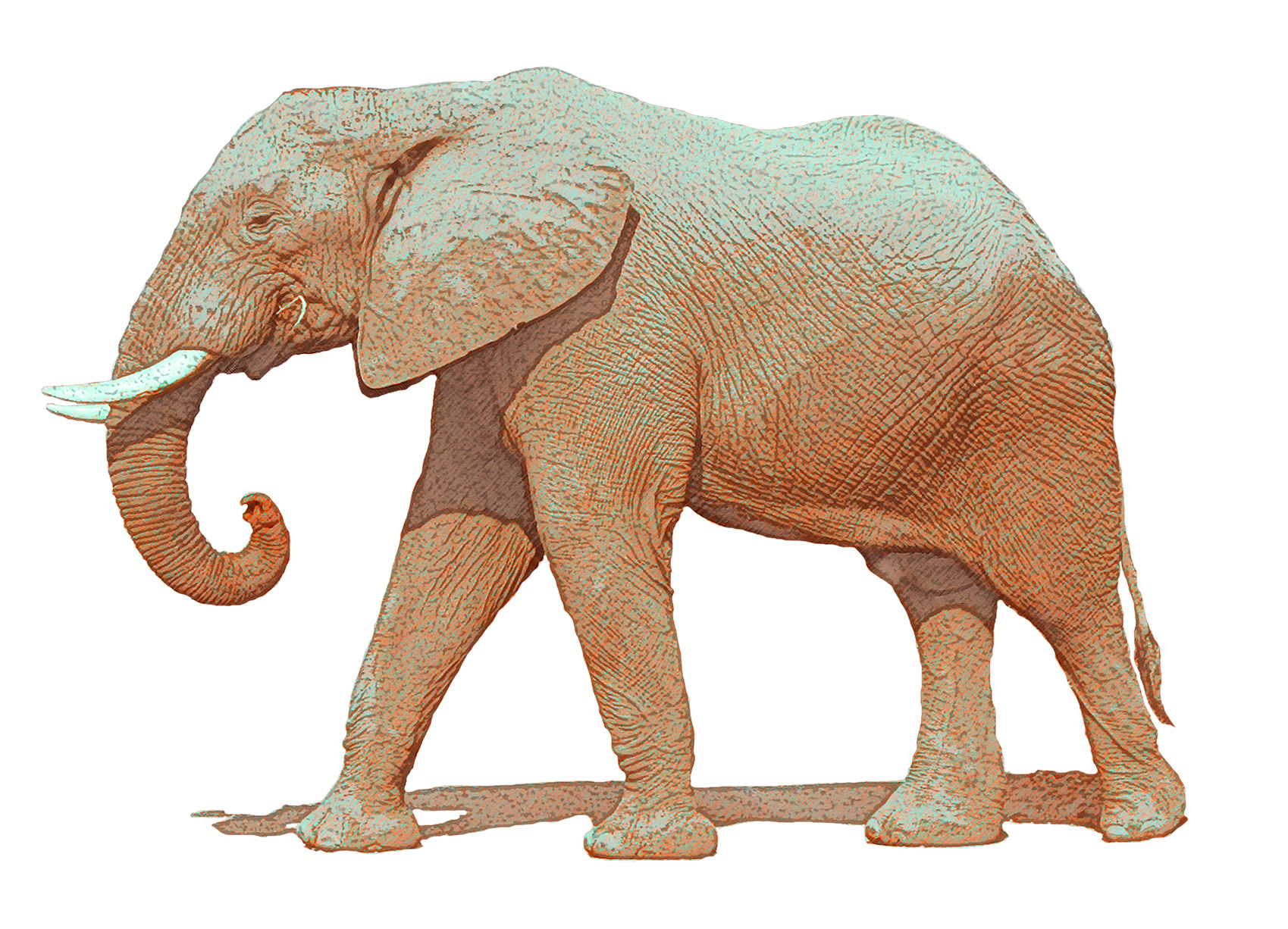 LeMay Creative - Elephant Illustration