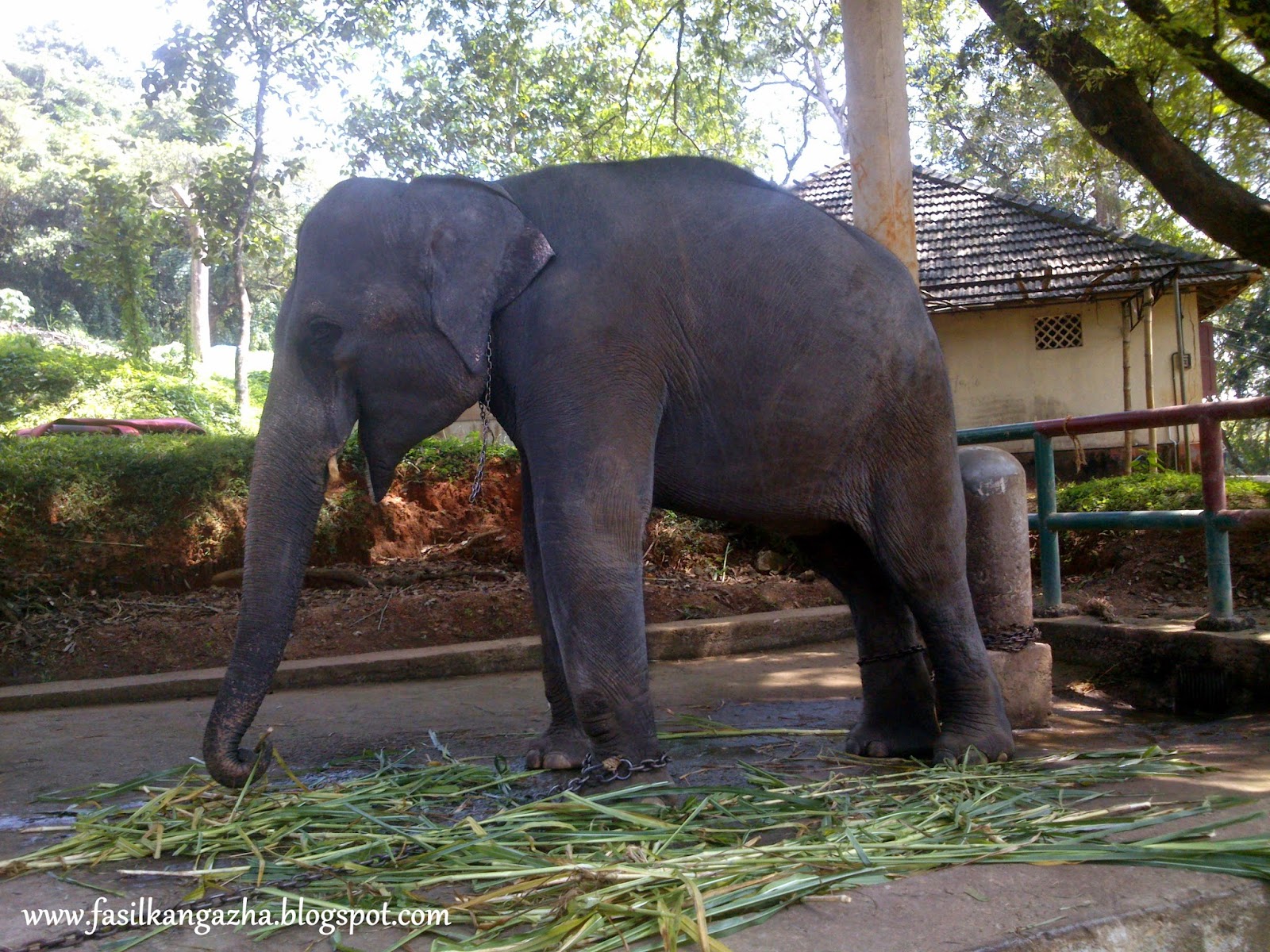 Fasil's: Konni Elephant Cage. Pathanamthitta