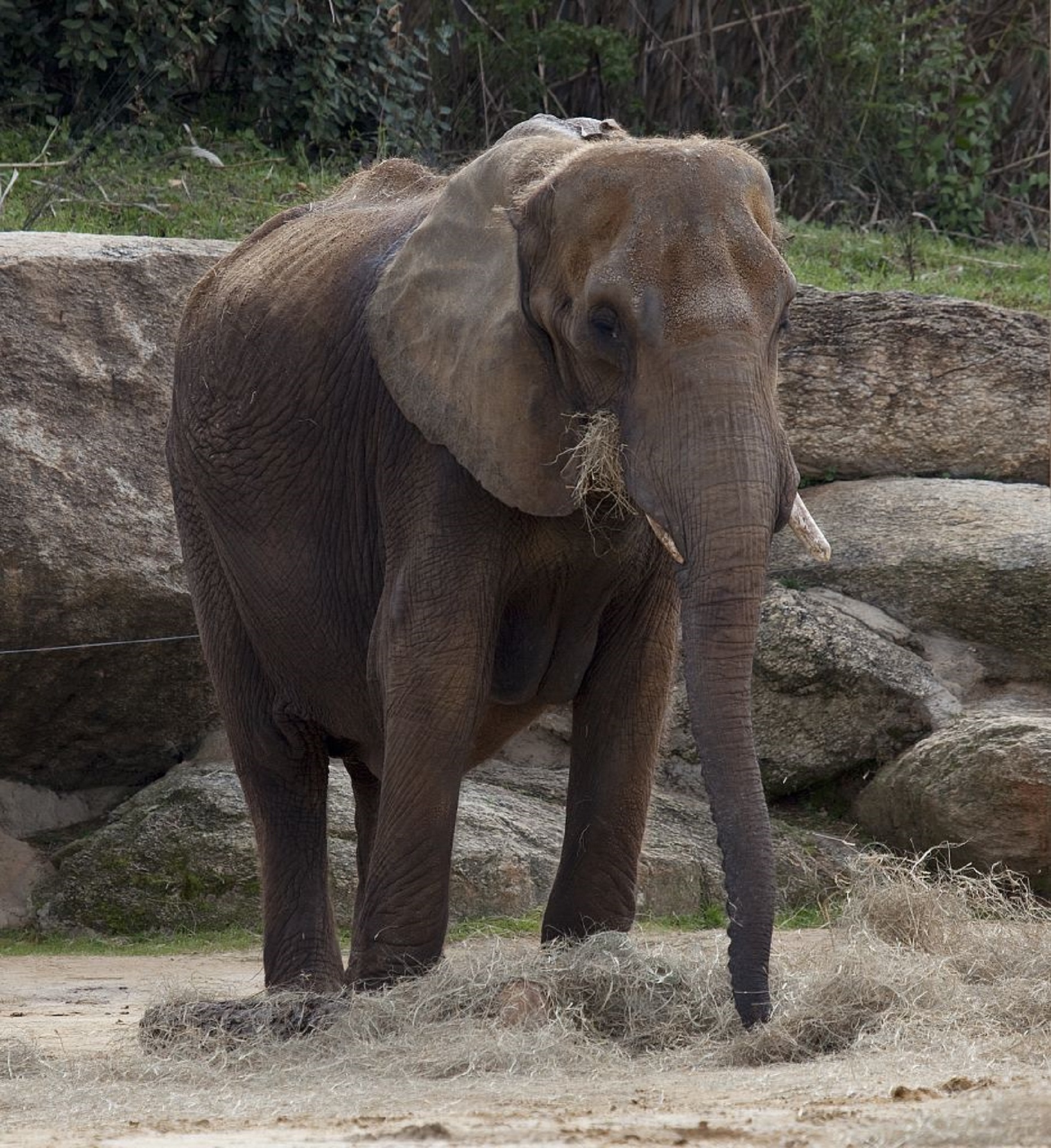 Elephant in the zoo photo