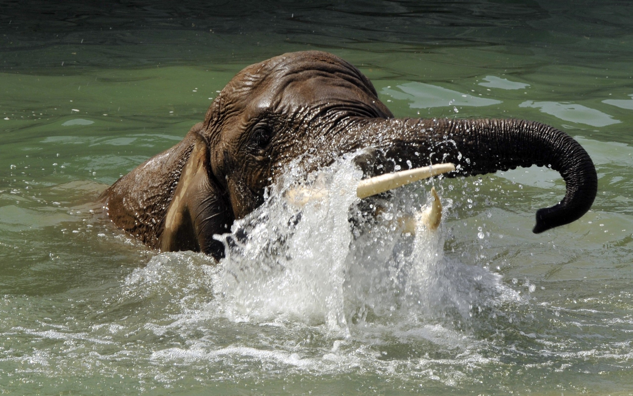 Elephant swimming in water wallpapers and images - wallpapers ...