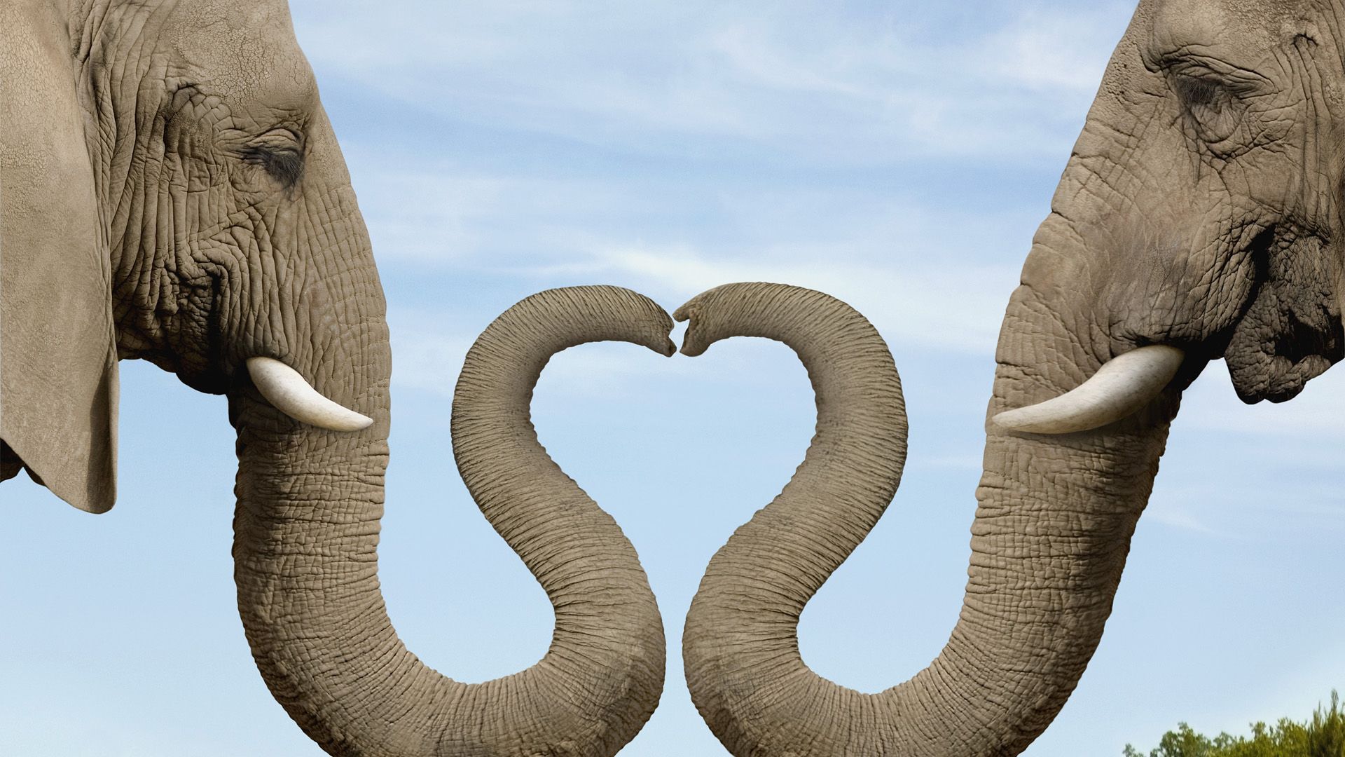 Awww Elephants... Love | My Style | Pinterest | Animal, Animal ...