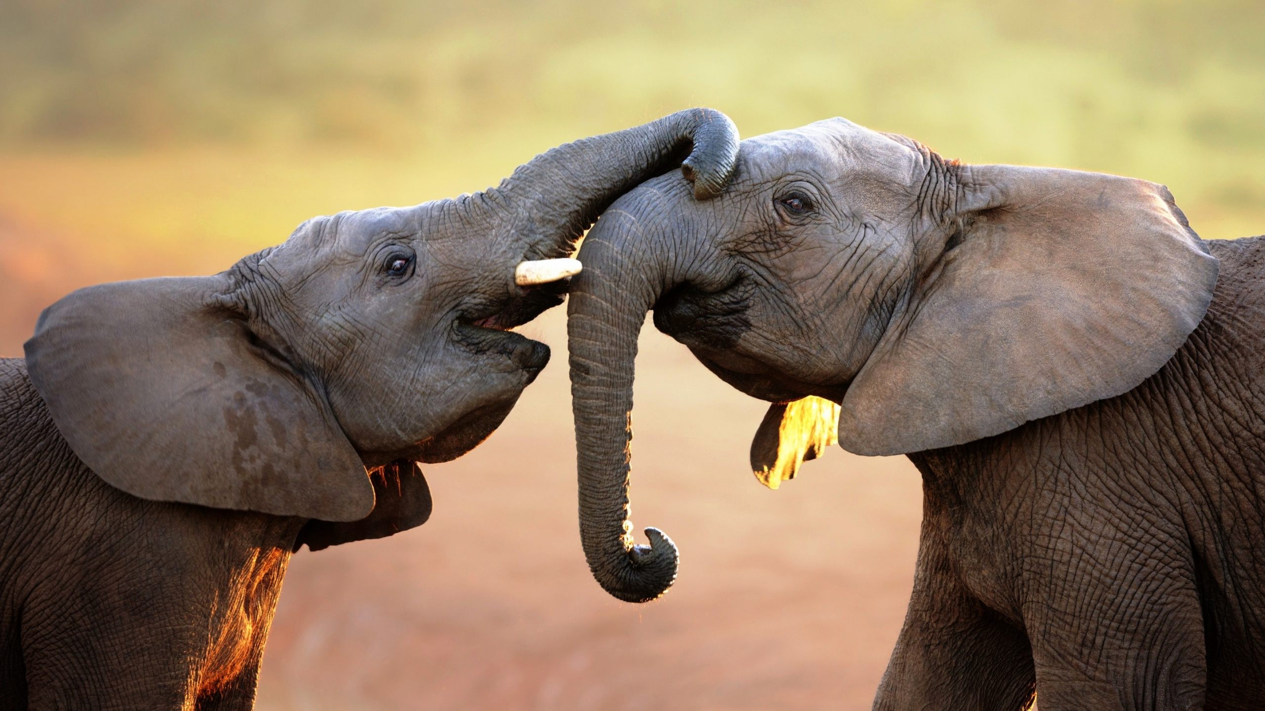 elephant love cute wallpaper - Download Hd elephant love cute ...