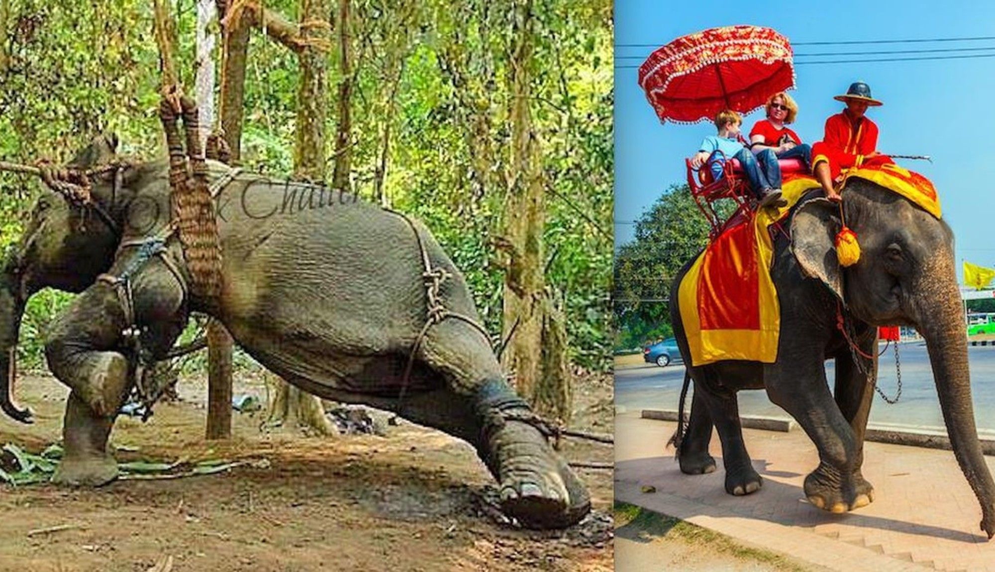 This Is What Happens Before The Elephant Ride | Elephant ride ...