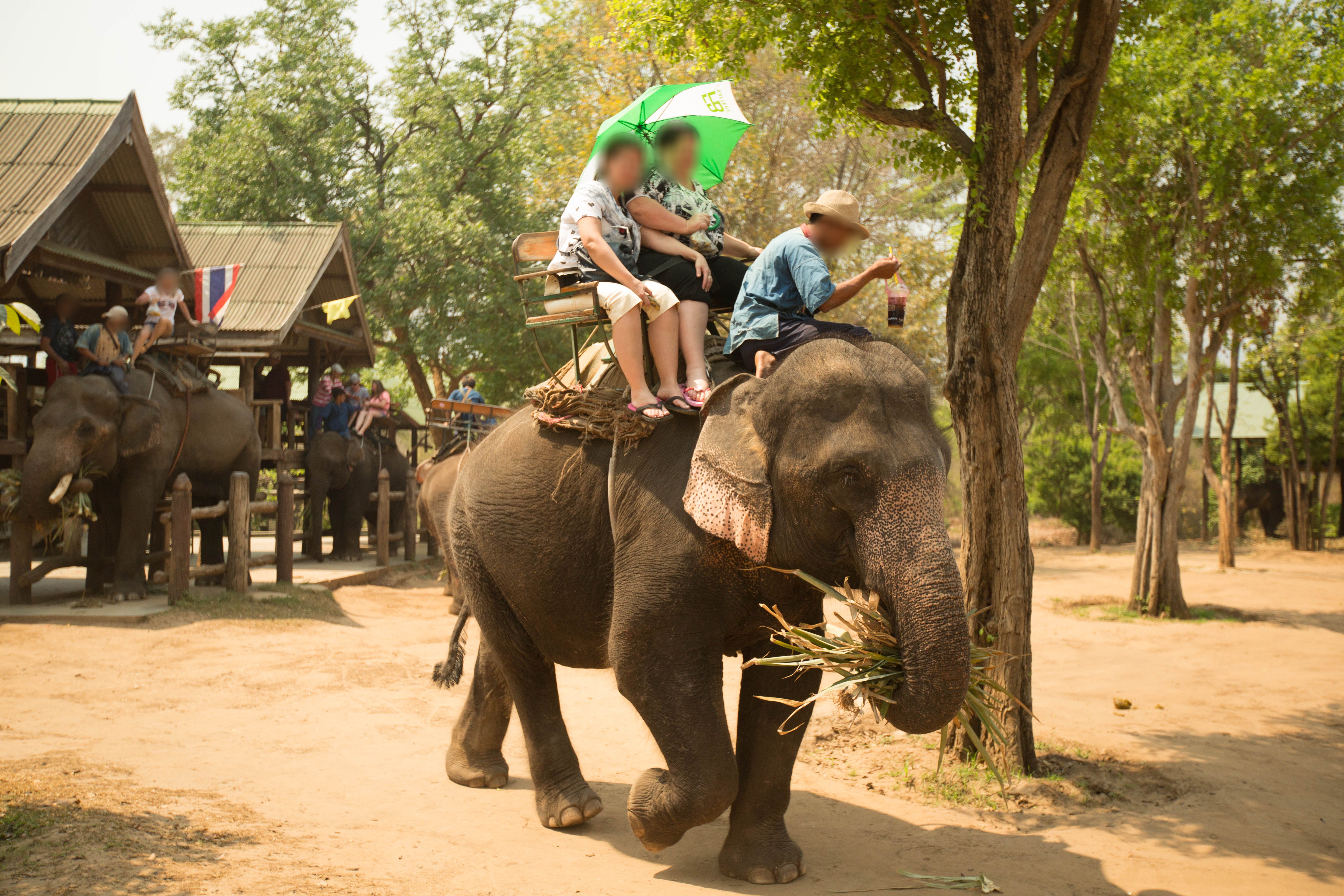 Another Elephant Ride Kills a Tourist in Thailand | News | PETA Asia