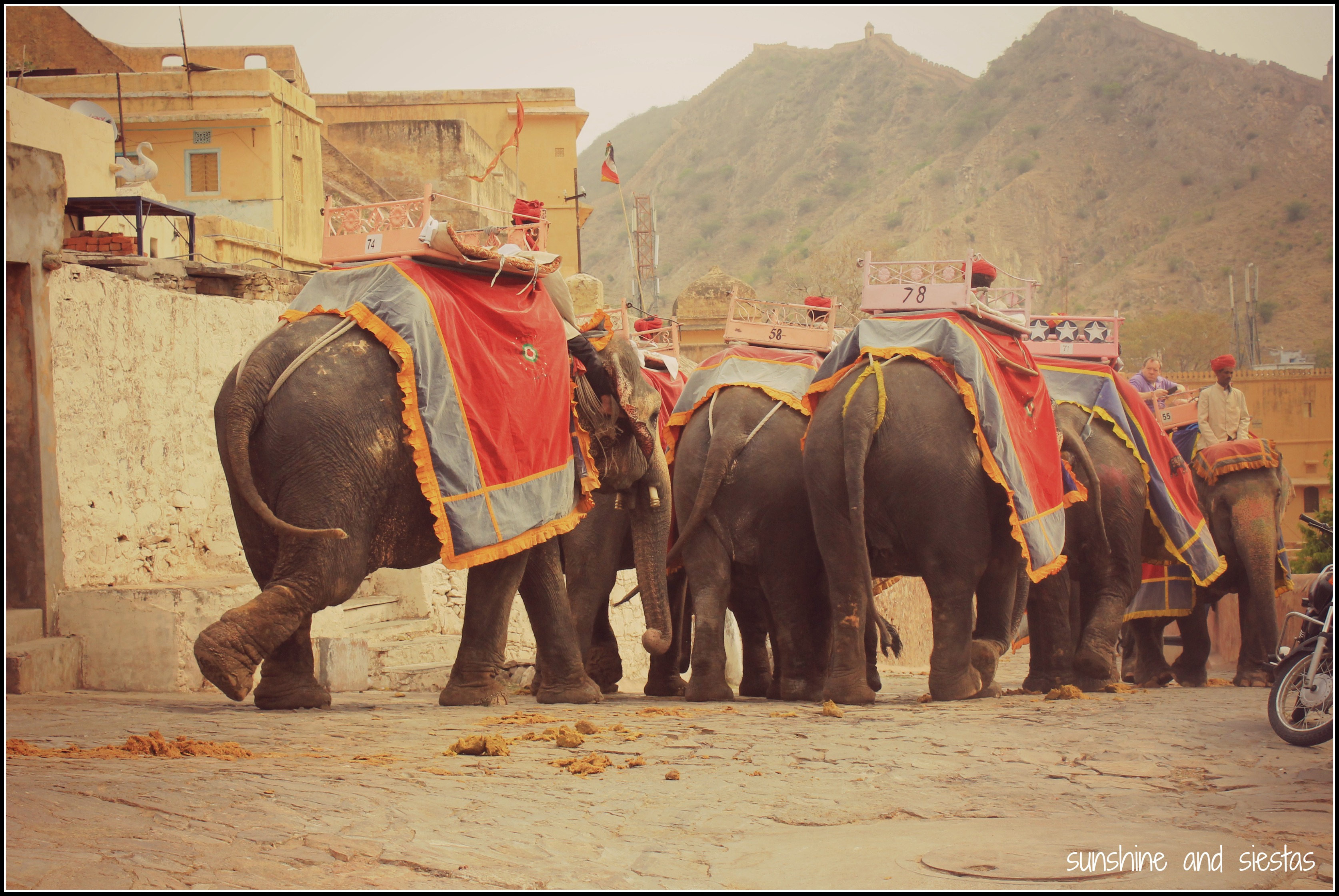 Elephant Rides in Rajasthan | Sunshine and Siestas | An American ...