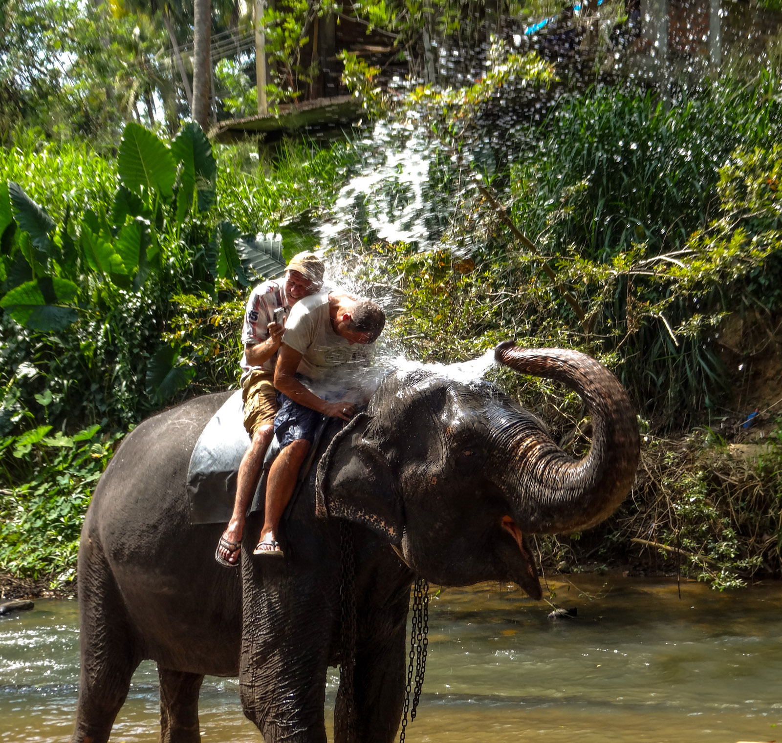 Kandy Elephants and Afternoon Tea : Flashpacking Travel Blog