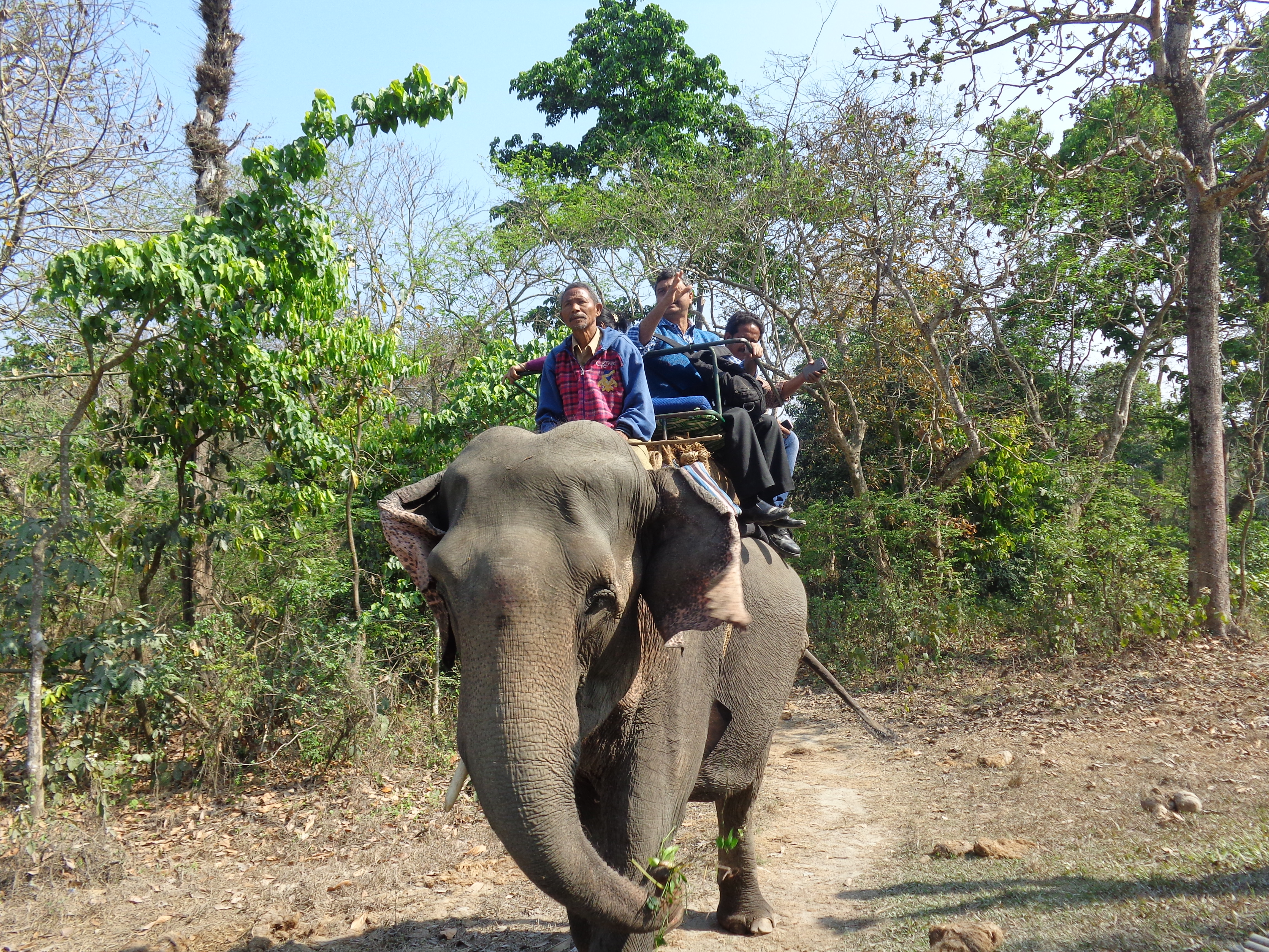 File:Elephant ride at Jaldapara forest.jpg - Wikimedia Commons