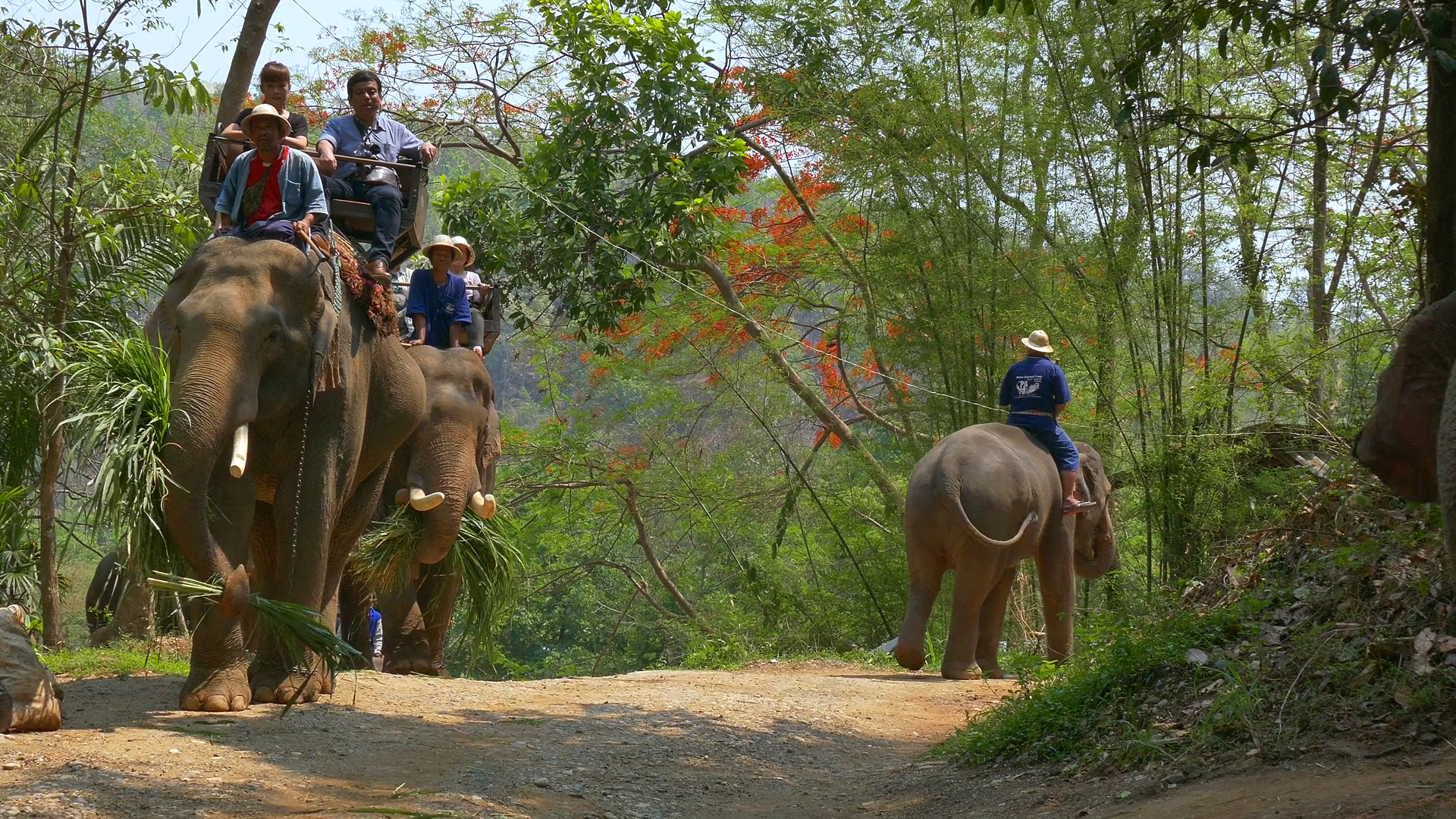 Elephant ride at Maesa elephant camp , Chiang Mai, Thailand, Asia ...