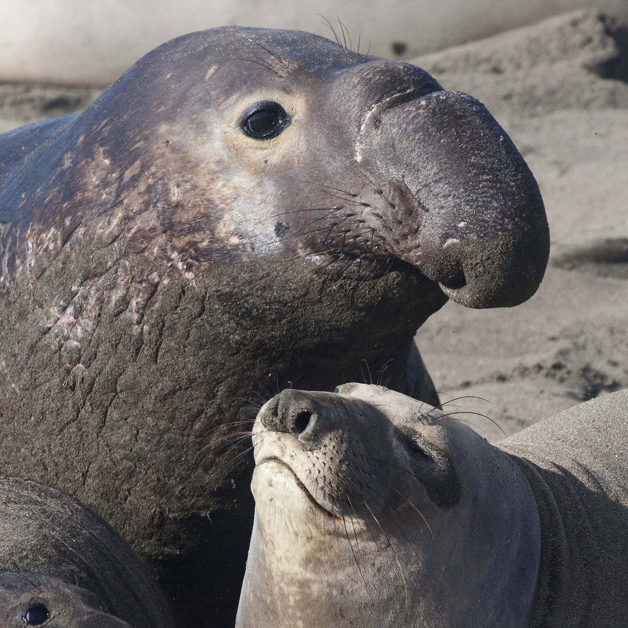 Elephant Seals | National Geographic