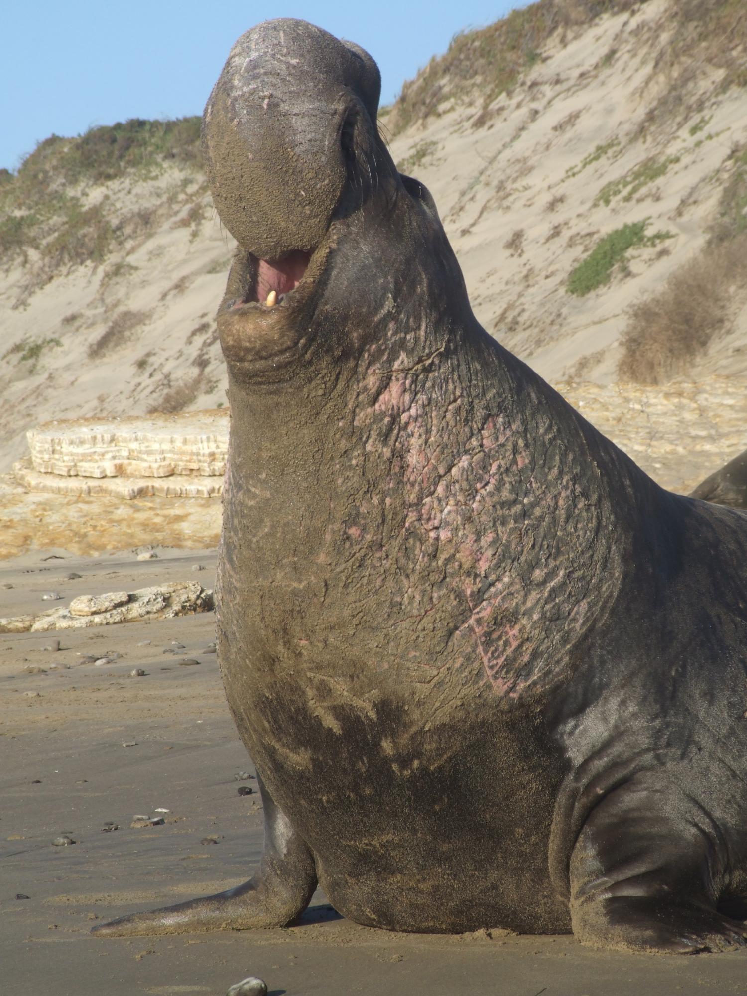 Elephant seals recognize each other by the rhythm of their calls