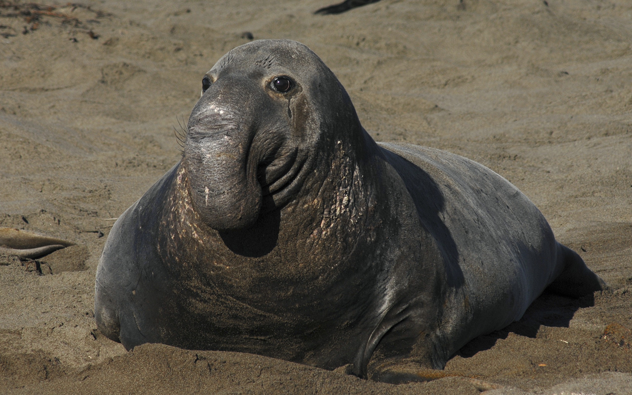 Elephant Seals Are Sneaky And Greedy But That's Why We Love Them