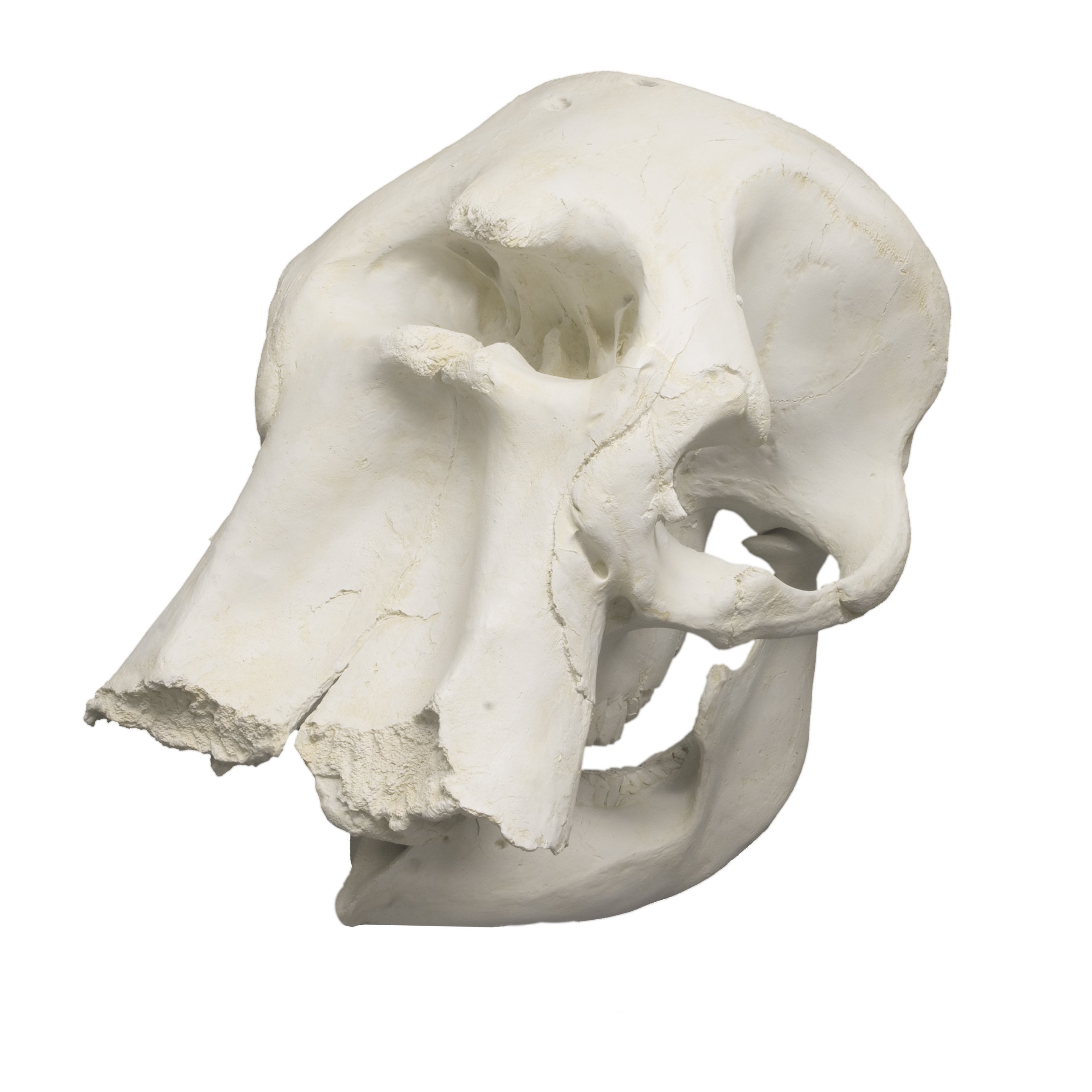Replica African Elephant Skull For Sale – Skulls Unlimited ...