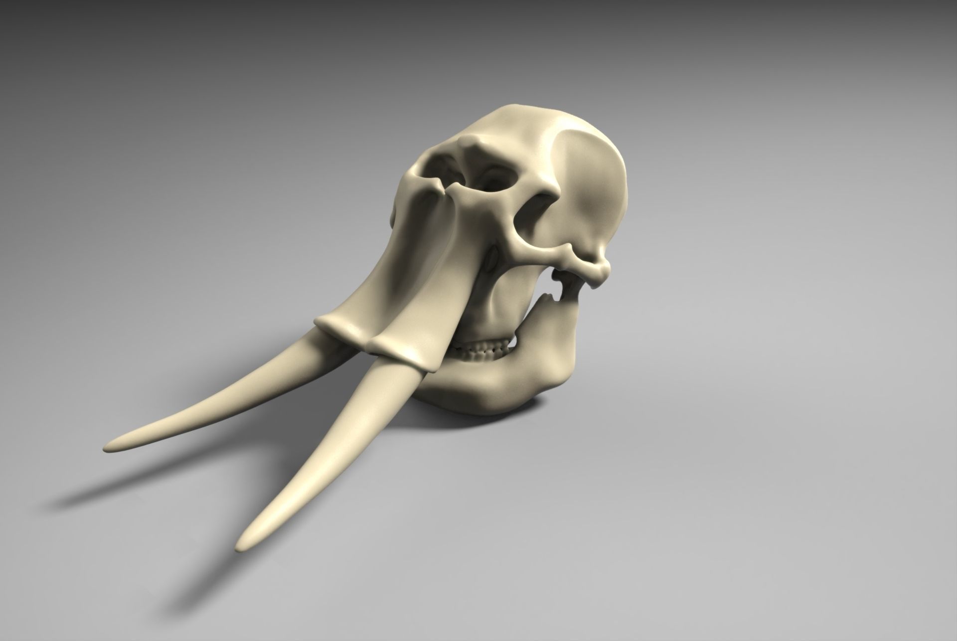 3D print model Elephant Skull | CGTrader