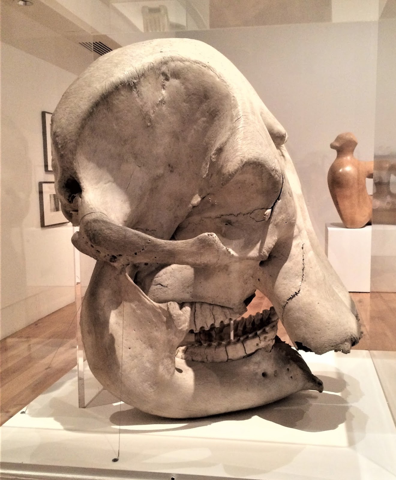 SockletWorld: Henry Moore's Elephant Skull!