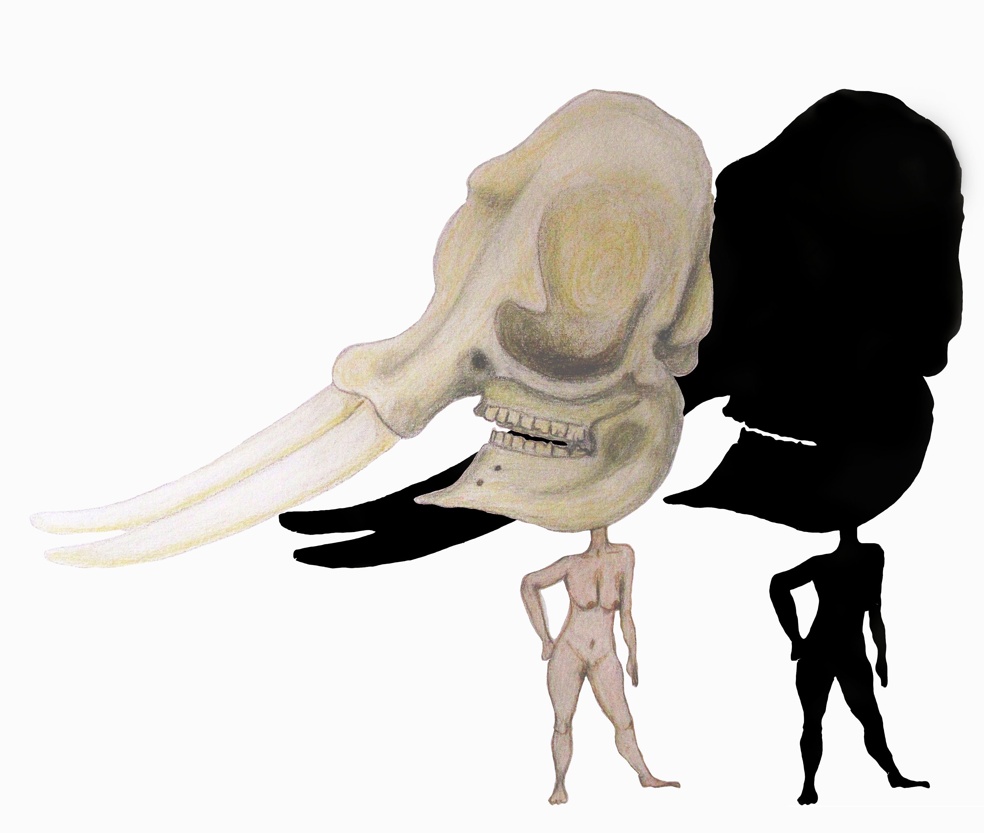 elephant skull | ephemera