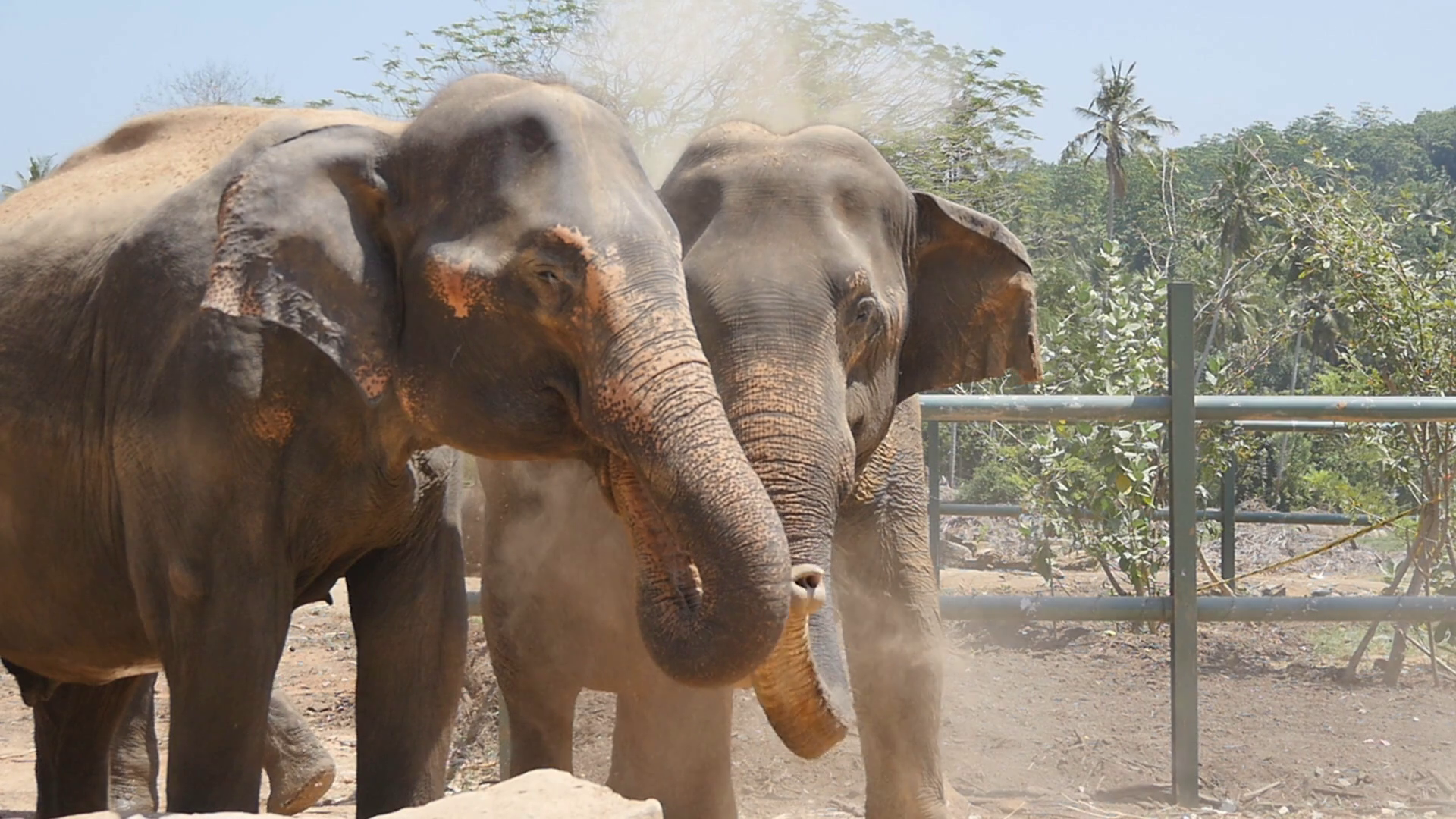 Two elephants at the zoo sprinkles sand itself. Beautiful elephant ...