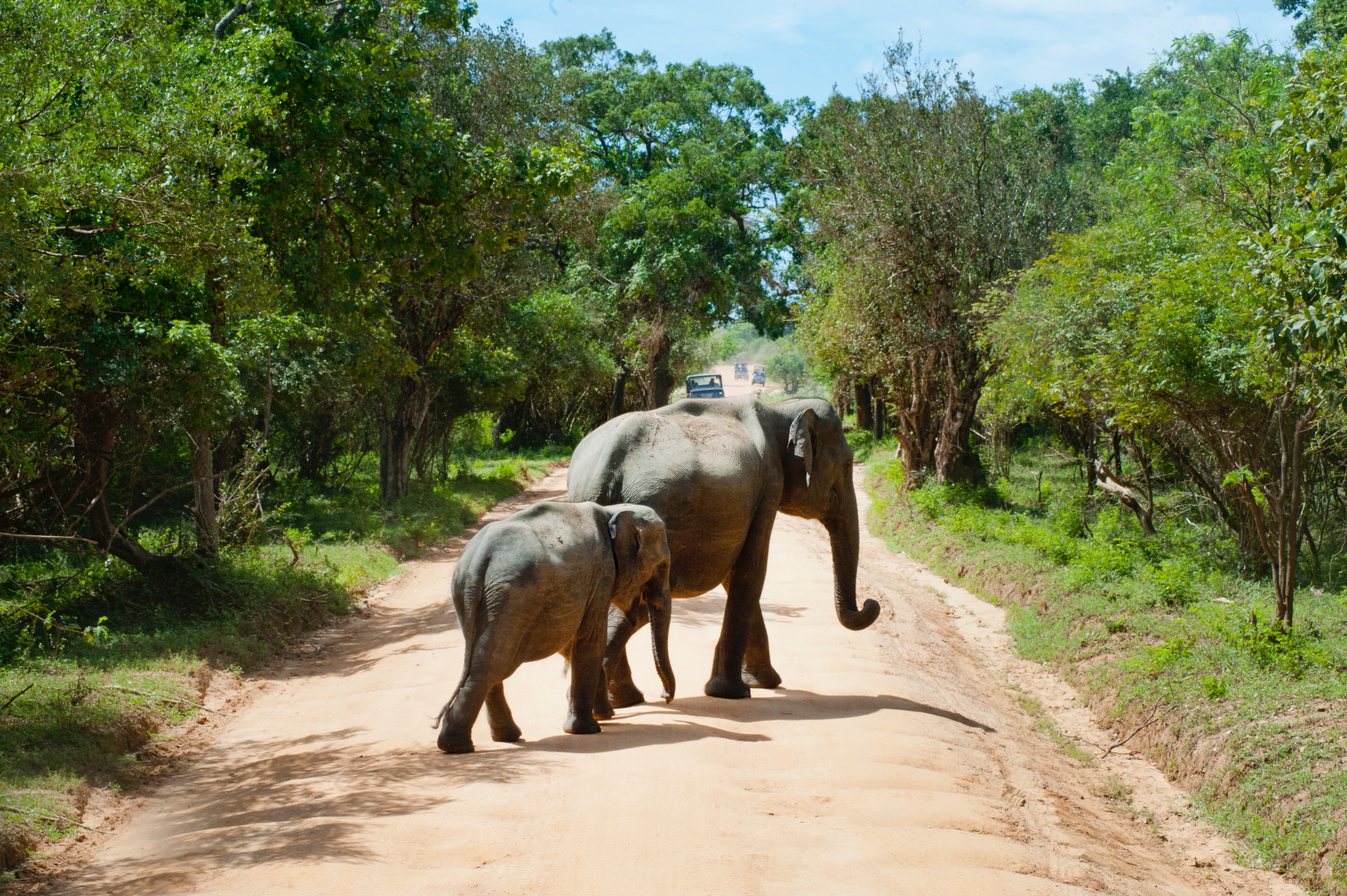 Elephant walking photo