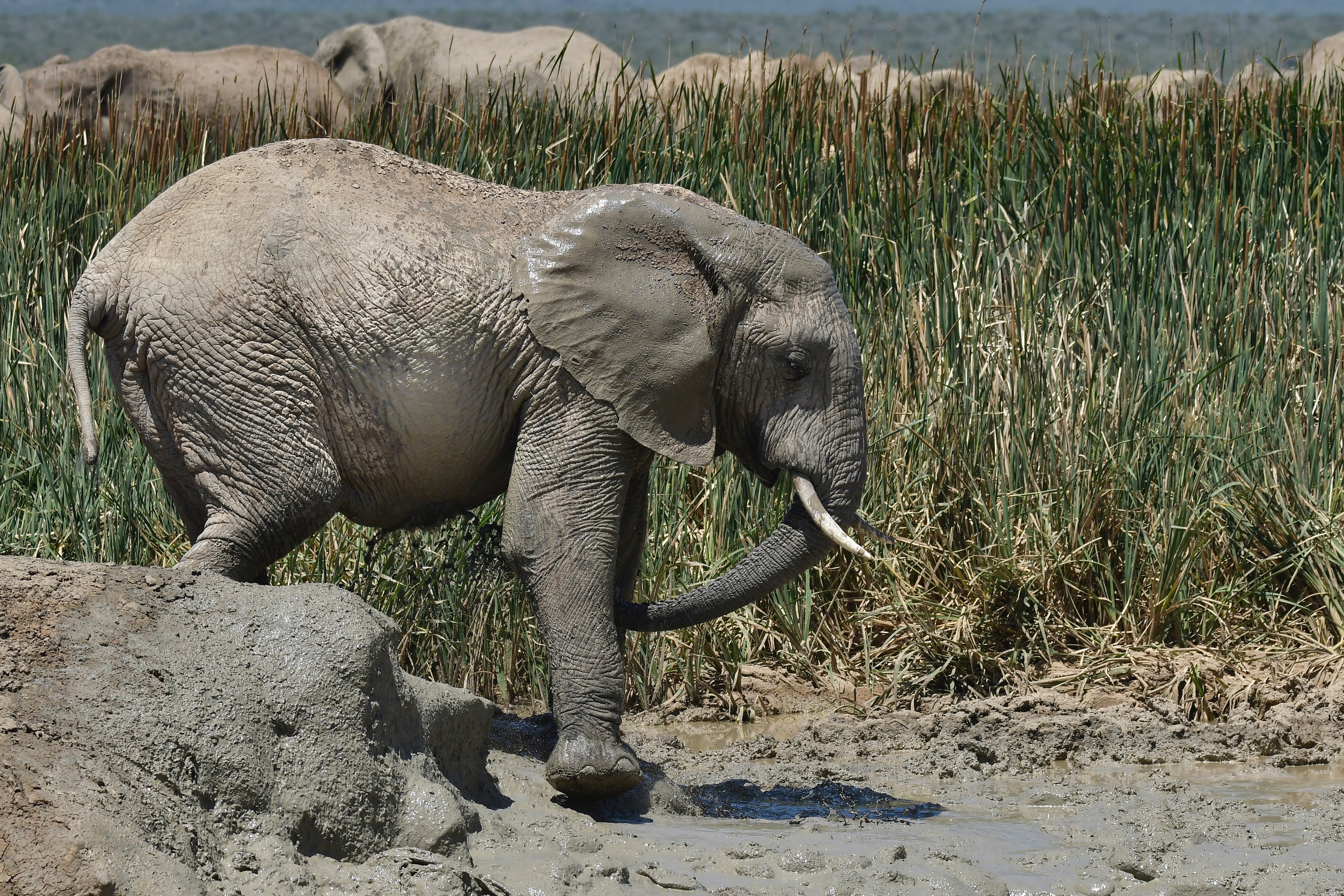 Elephant walks on puddle photo