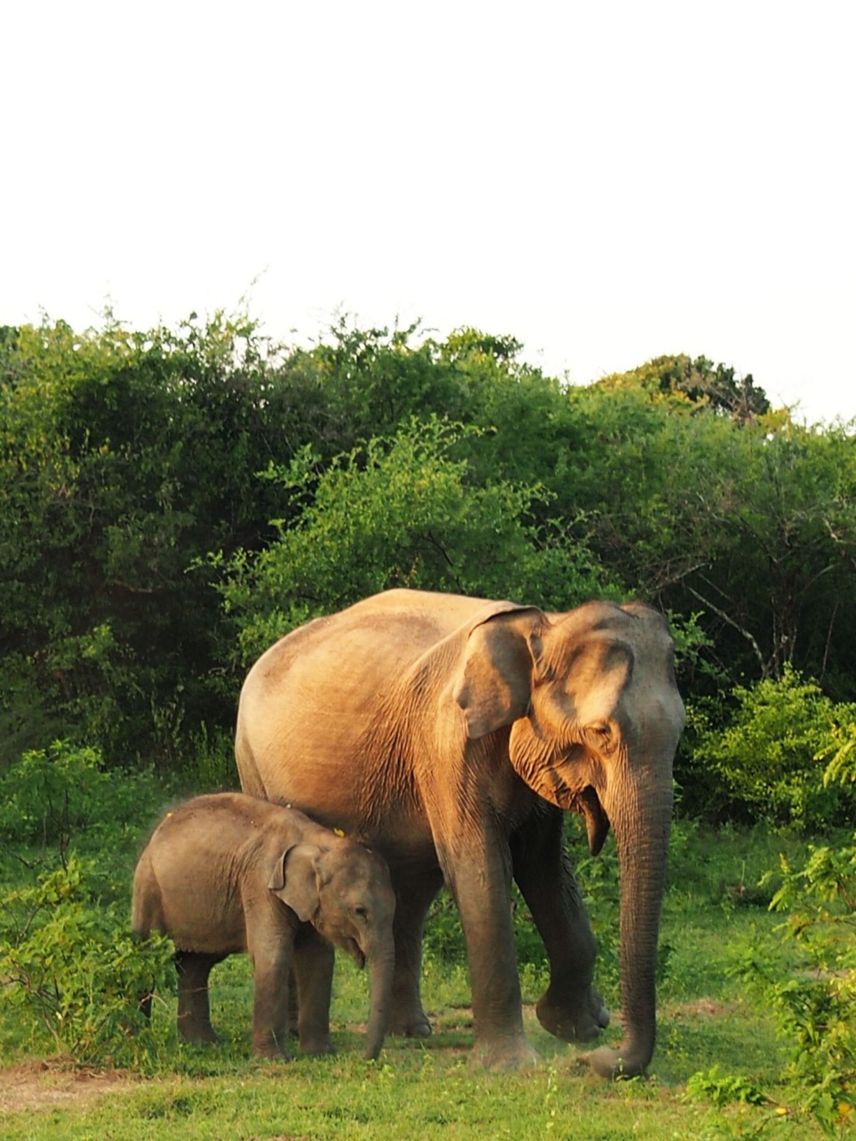Yala National Park, Uva, Sri Lanka - Mother elephant with her cub....