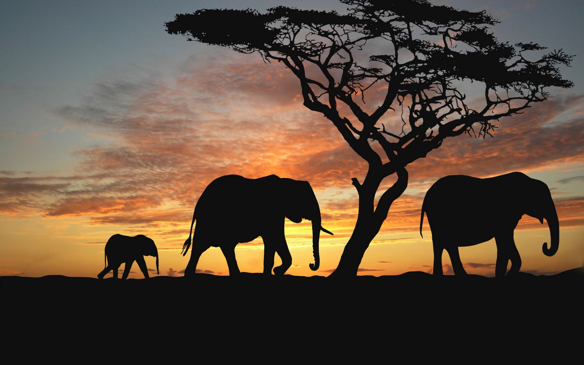 Elephant wallpaper silhouette tree sunset africa hd wallpapers ...