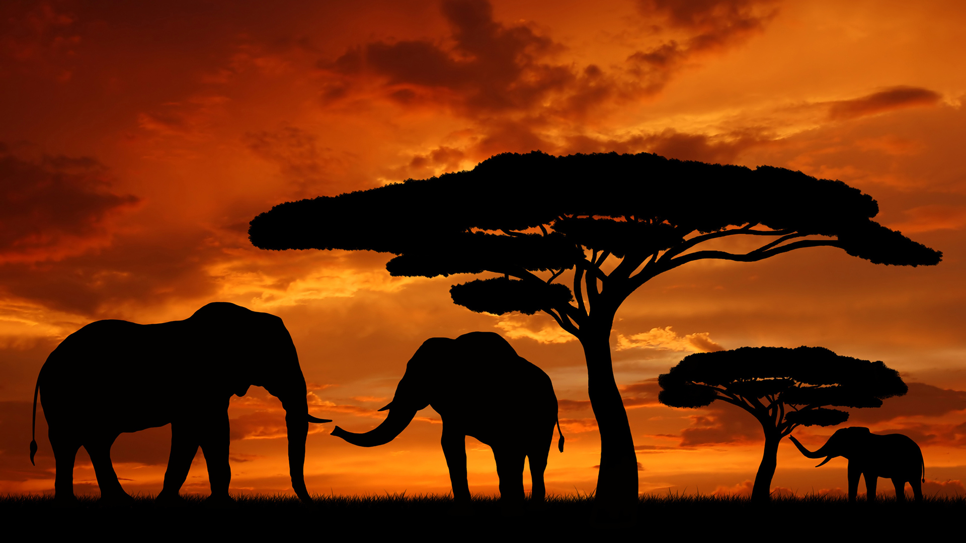 Silhouette Elephants In The Sunset | DayWallpaper