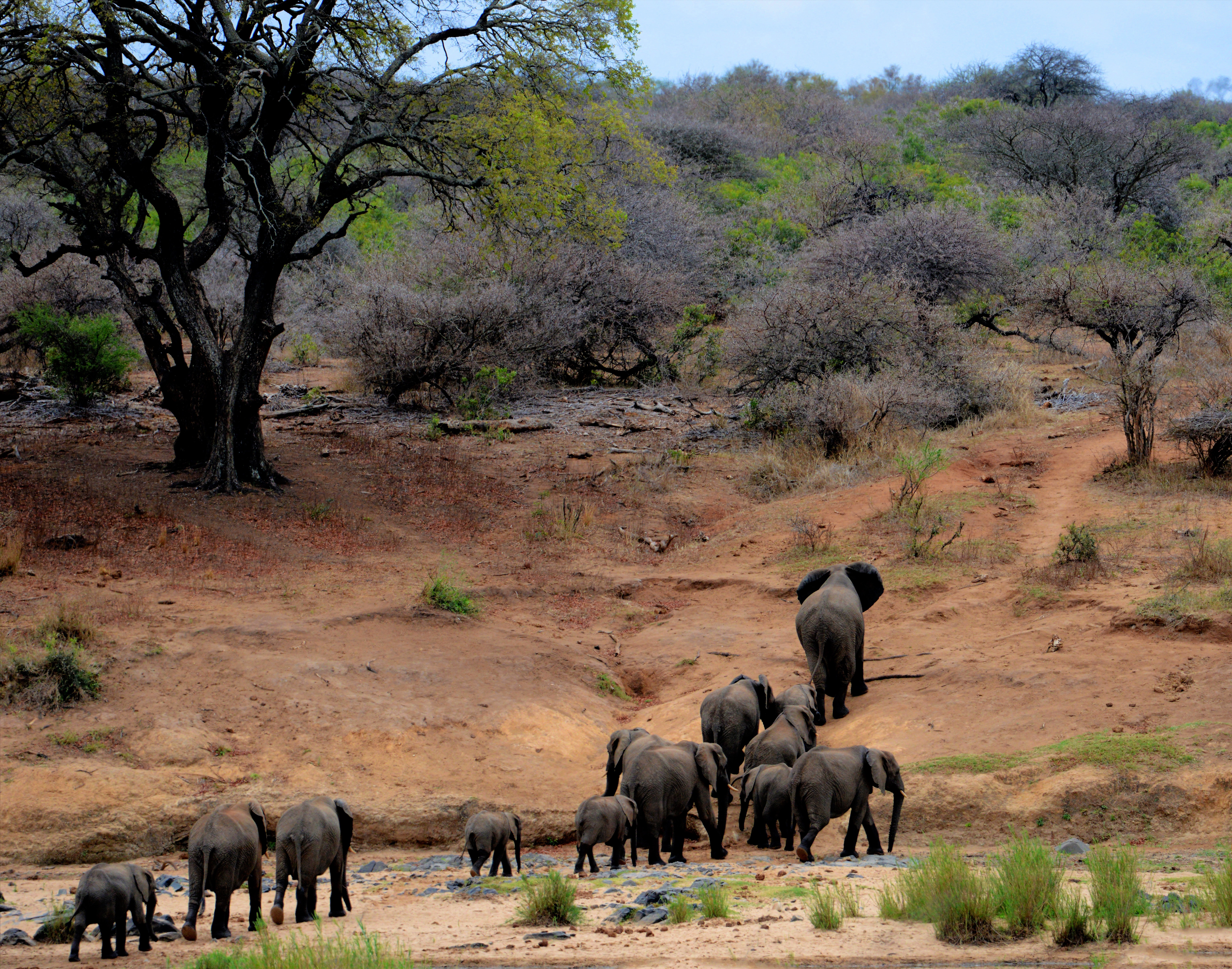 Elephants on Brown Mountain, Africa, Park, Safari, Savanna, HQ Photo