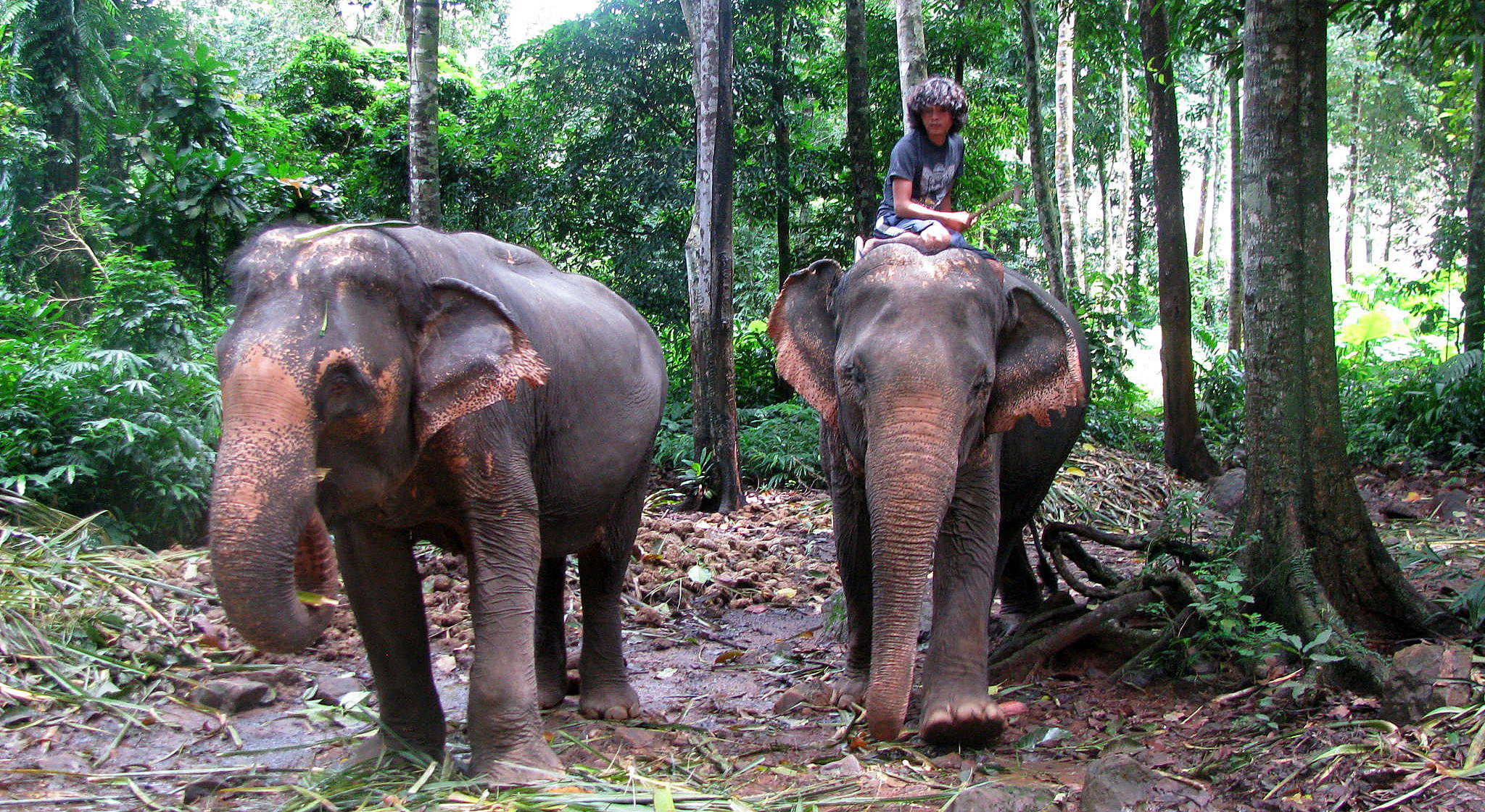 Elephants on koh chang photo