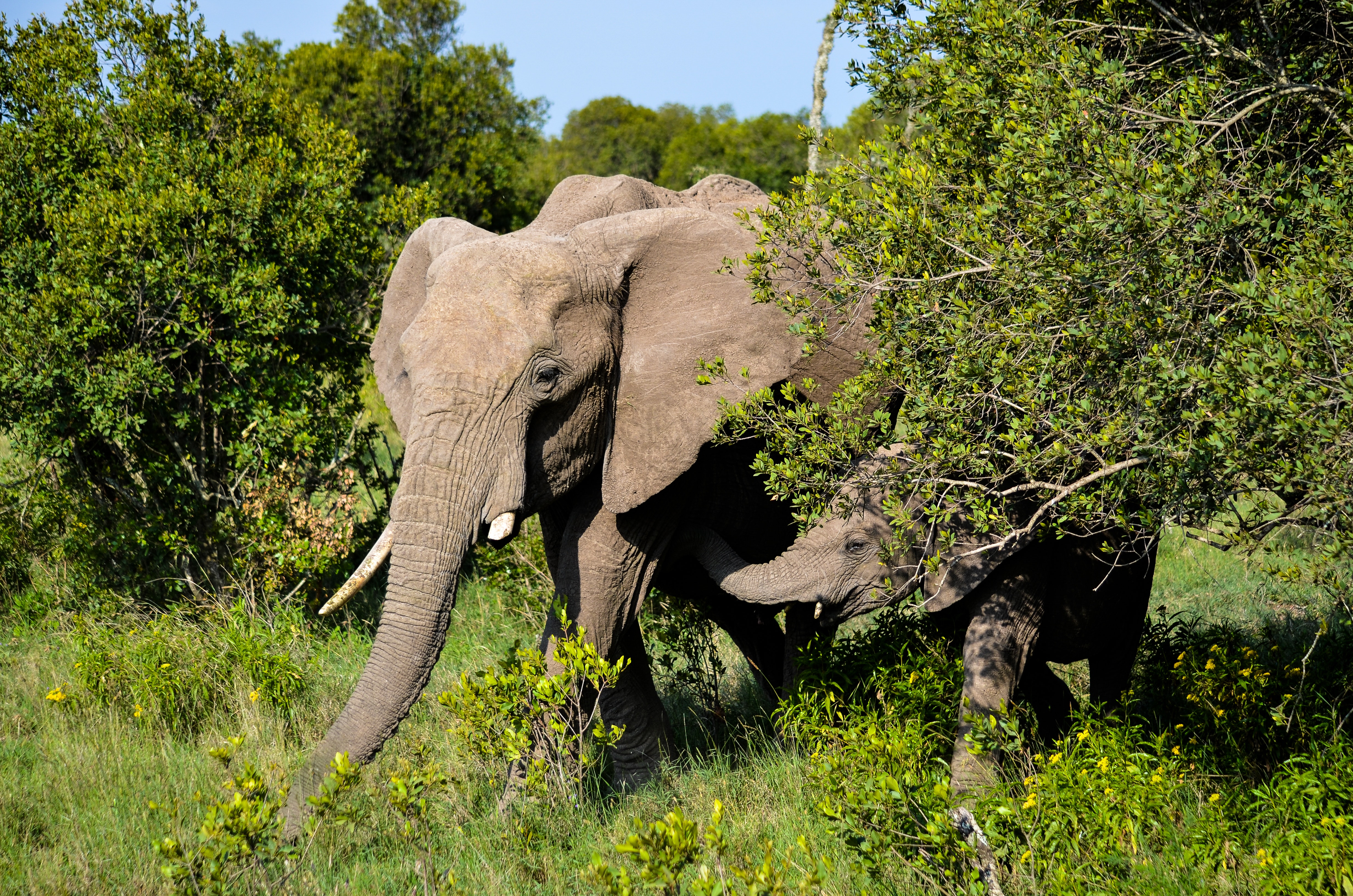 Elephants walking in forest photo
