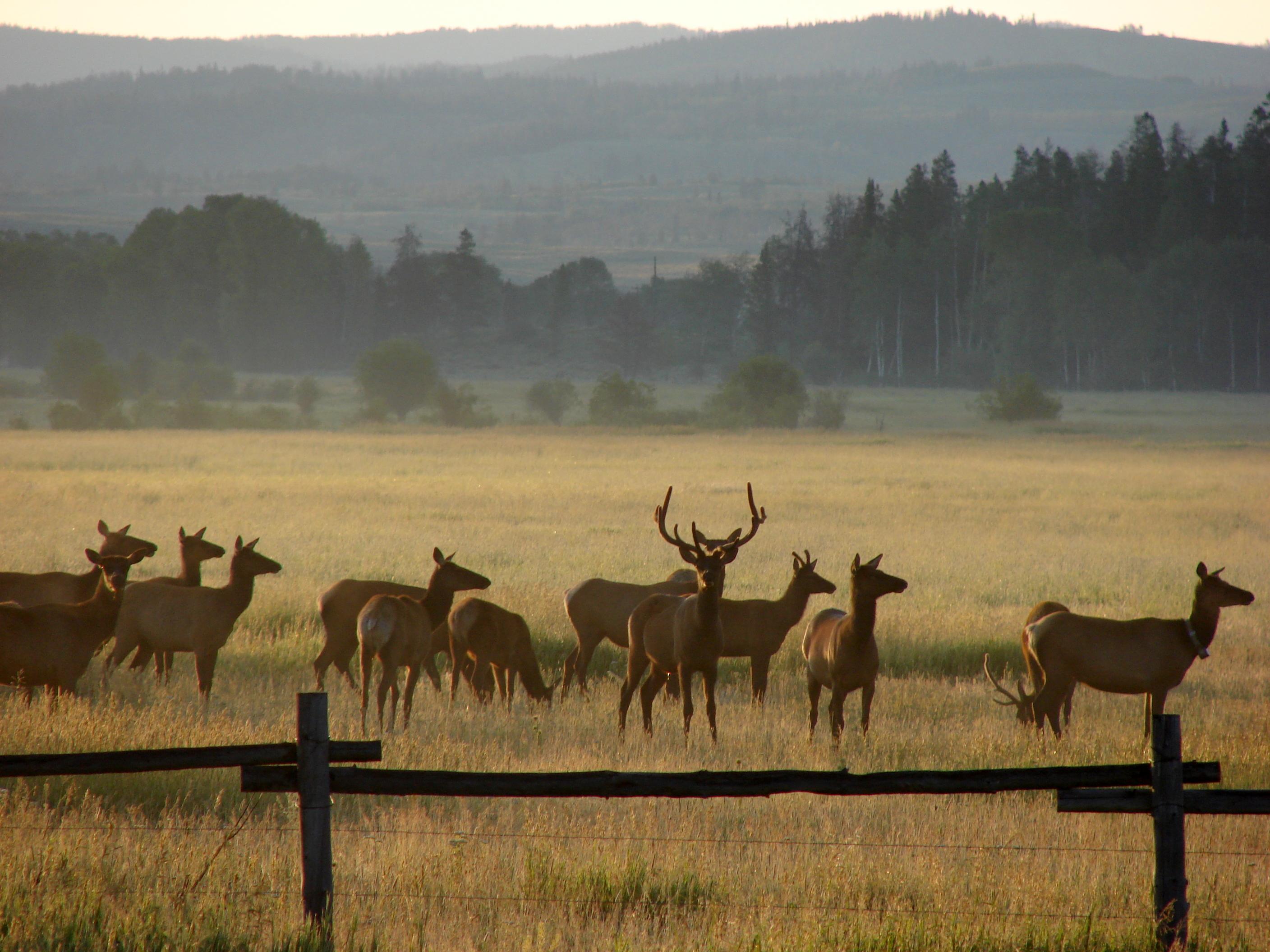Elk Herd : Photos, Diagrams & Topos : SummitPost
