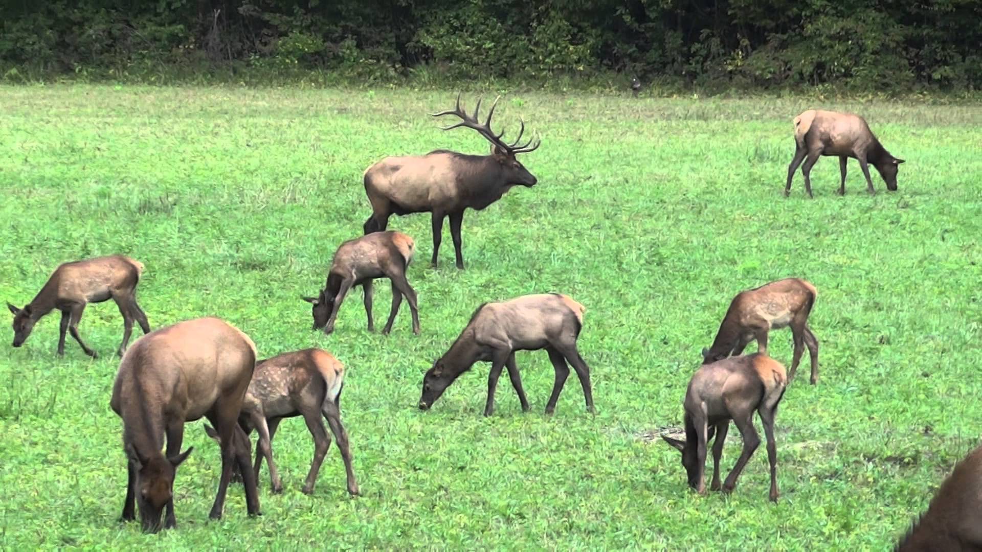 2015 Cherokee NC - Elk herd - YouTube