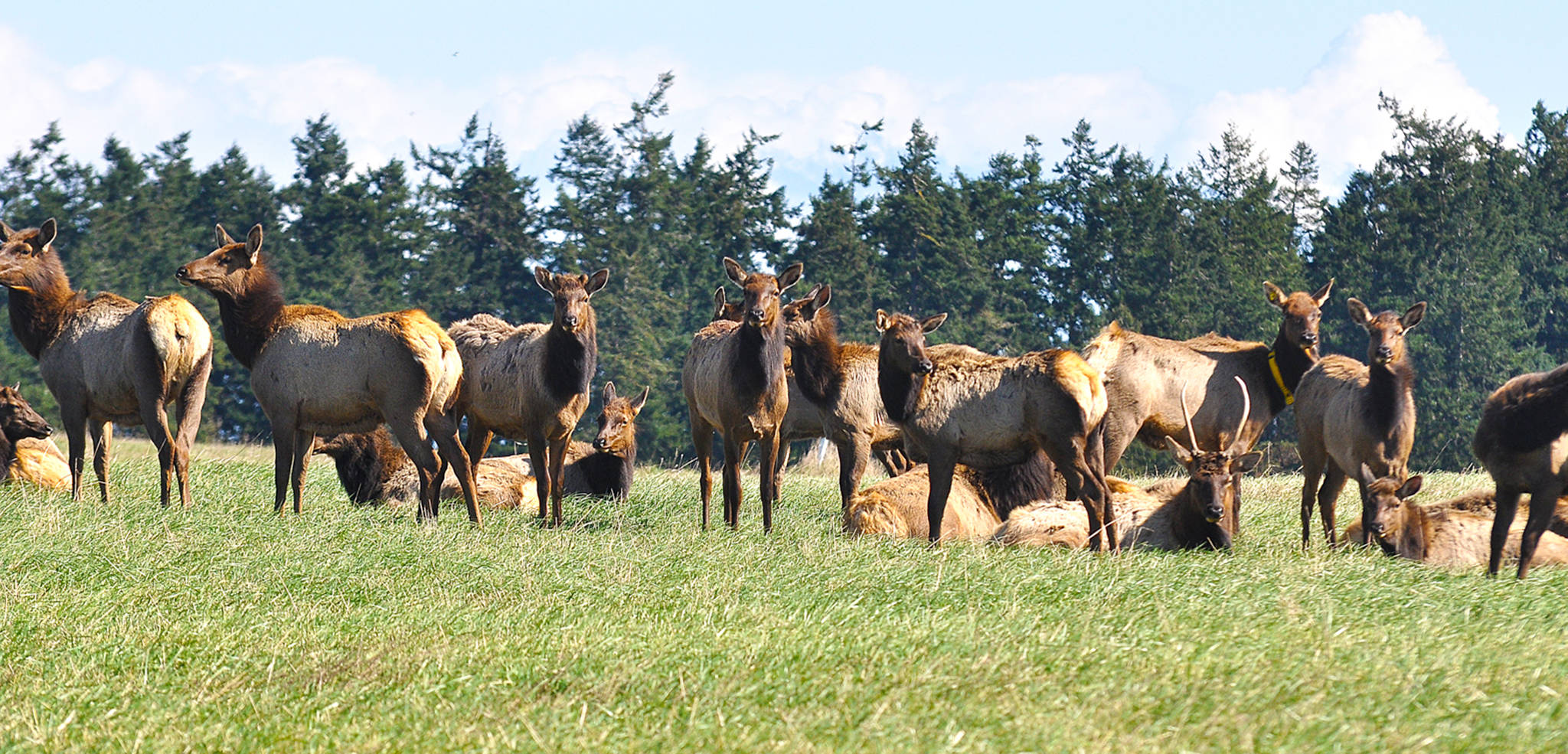 State says Sequim elk herd numbers being thinned due to causing ...