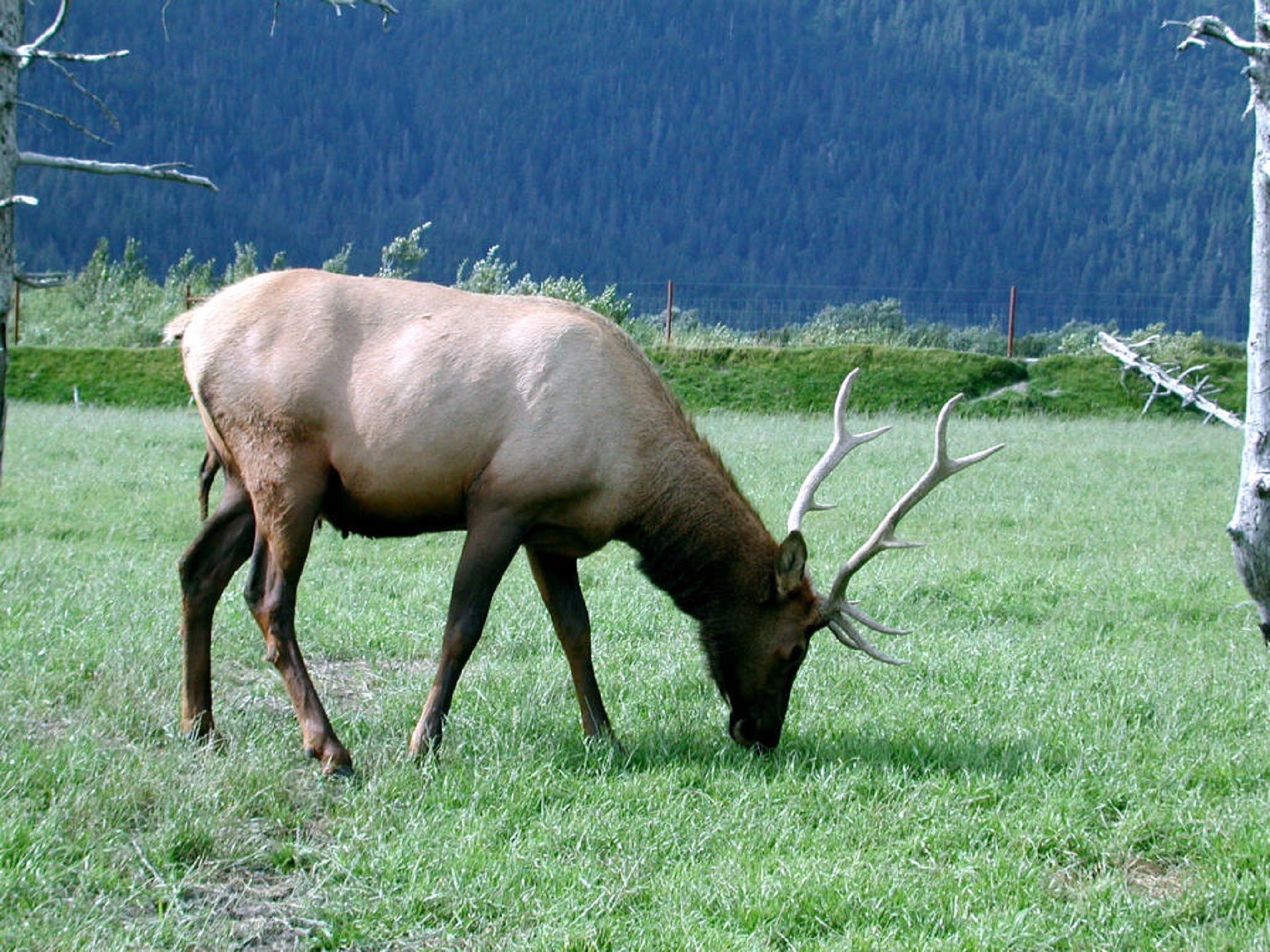 Elk in the jungle photo