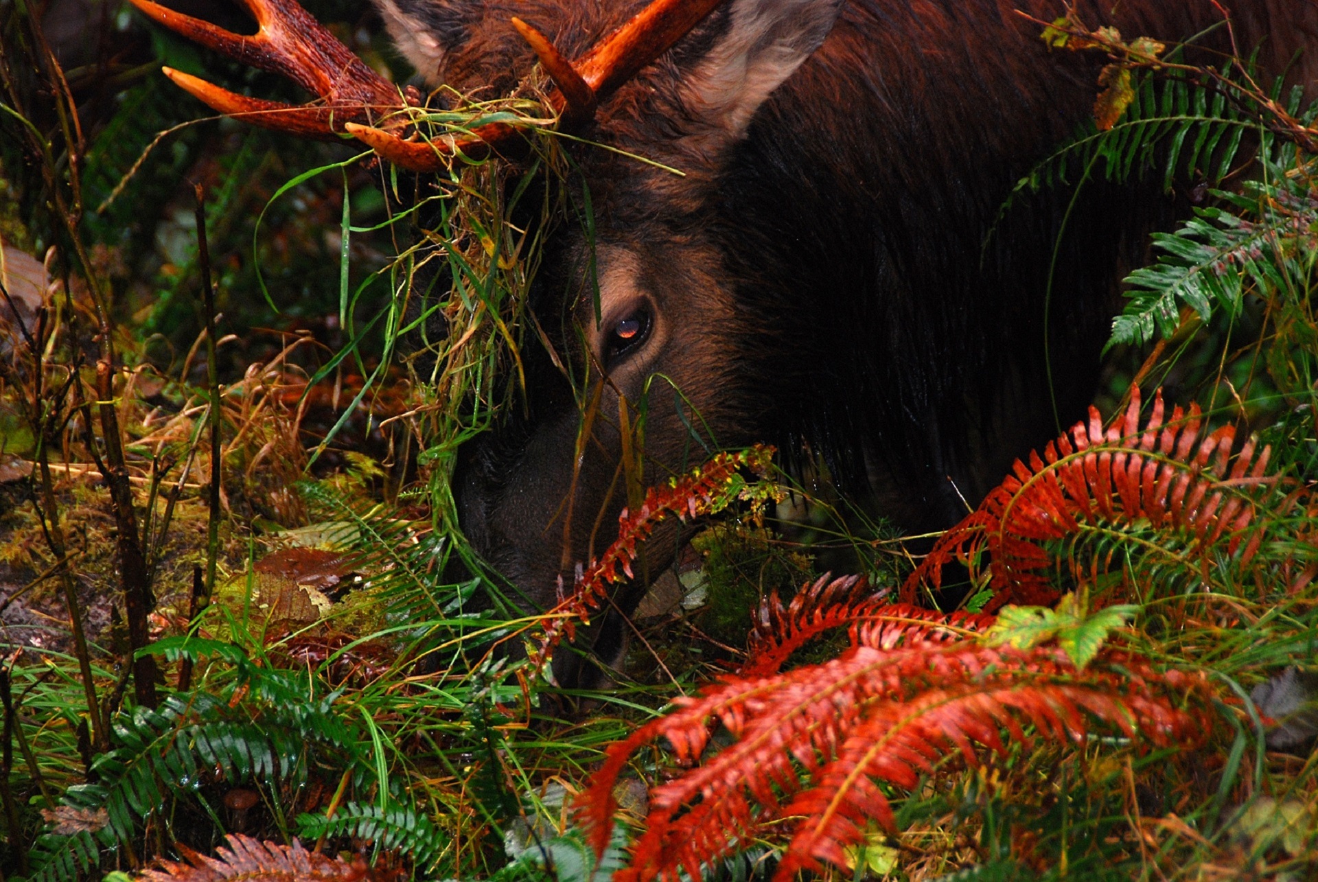 Elk in the jungle photo