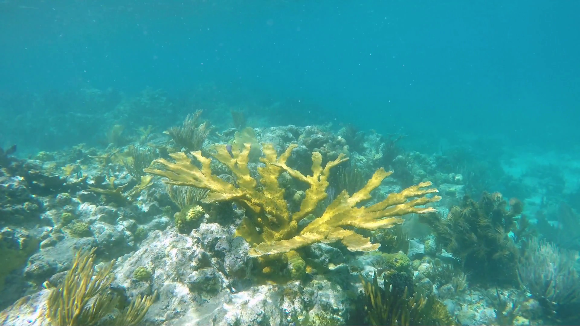Healthy Elkhorn Coral on reef in St John, United States Virgin ...