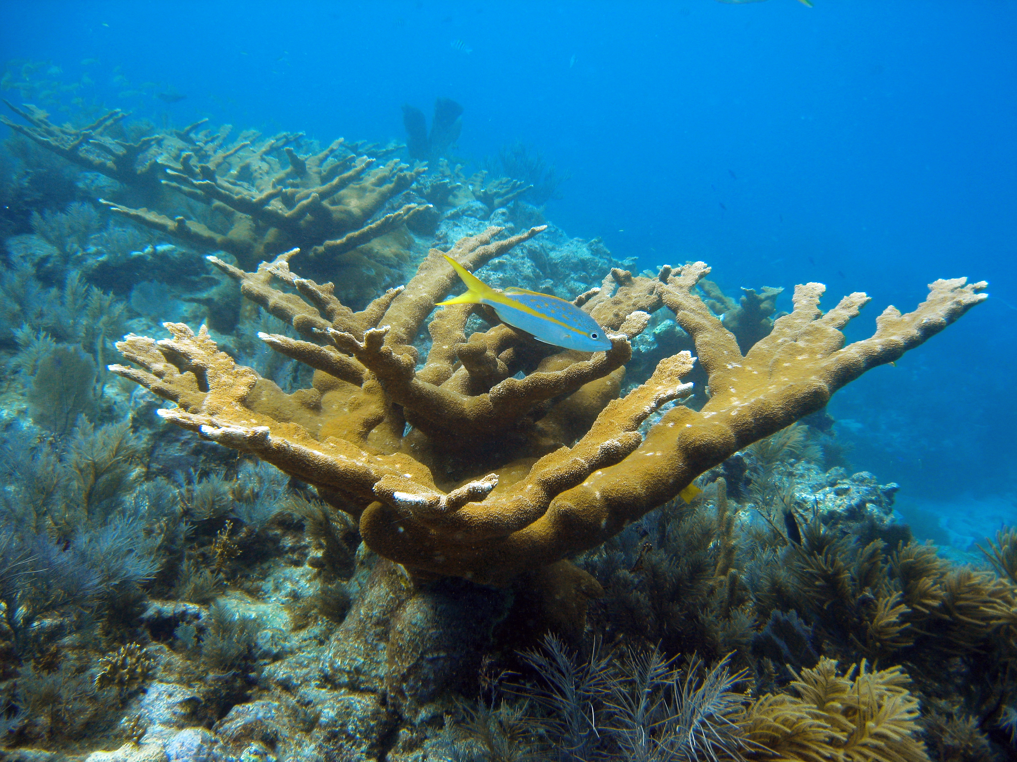 Caribbean coral reef decline predates climate change damage ...