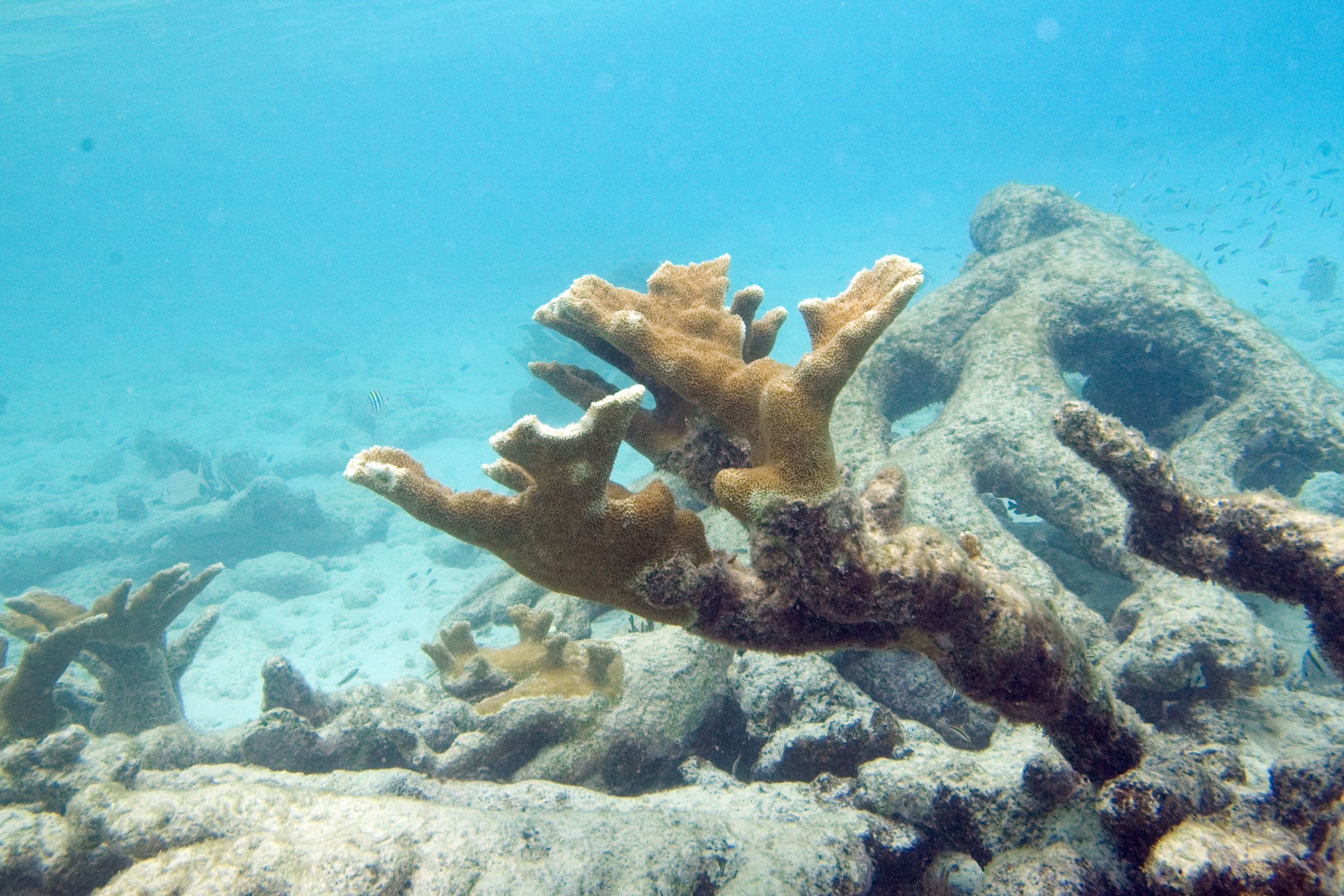 File:Elkhorn coral Acropora palmata (2442957411).jpg - Wikimedia Commons