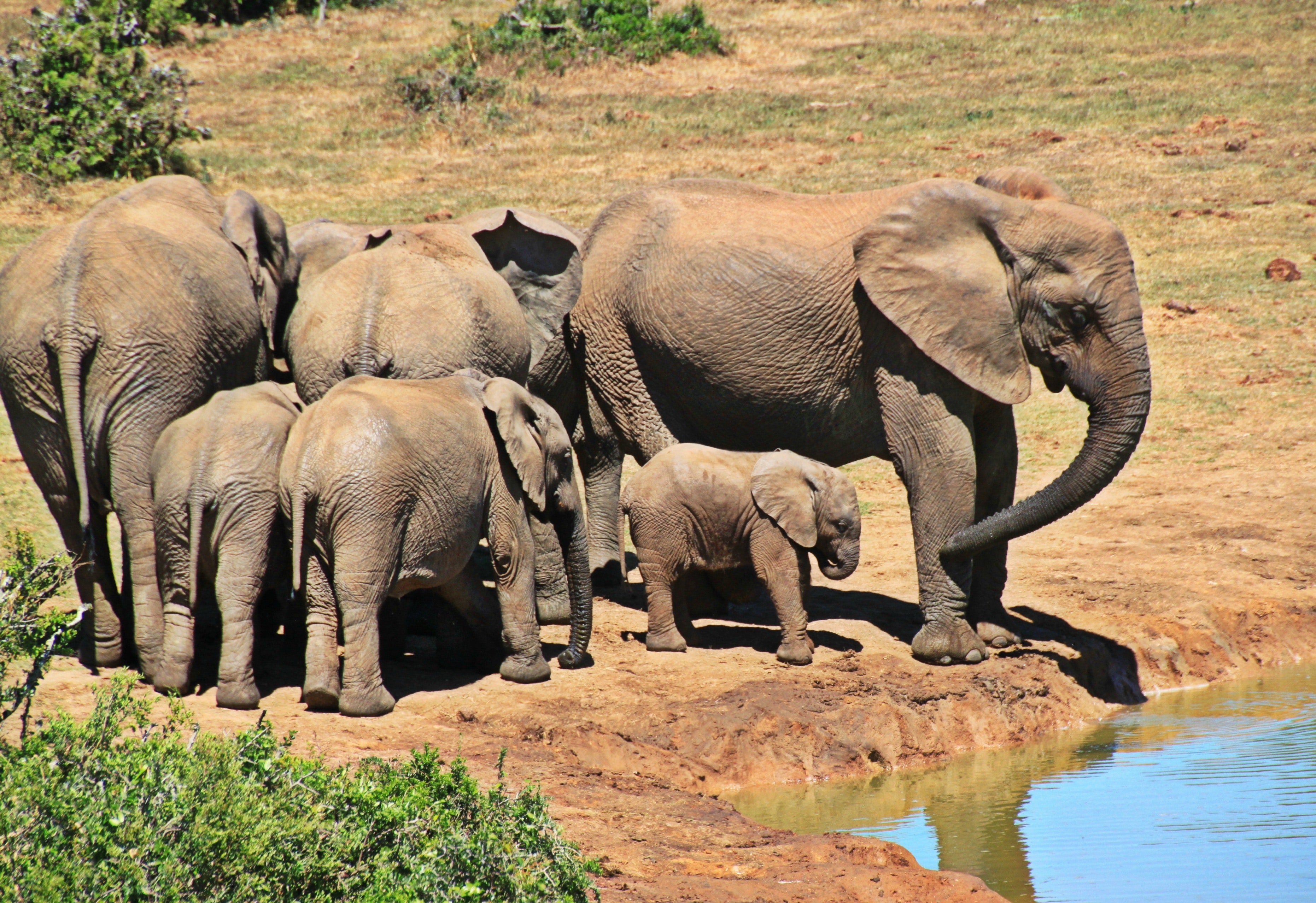 Elphants Standing on Brown Soil, Animals, Bush, Calf, Ears, HQ Photo