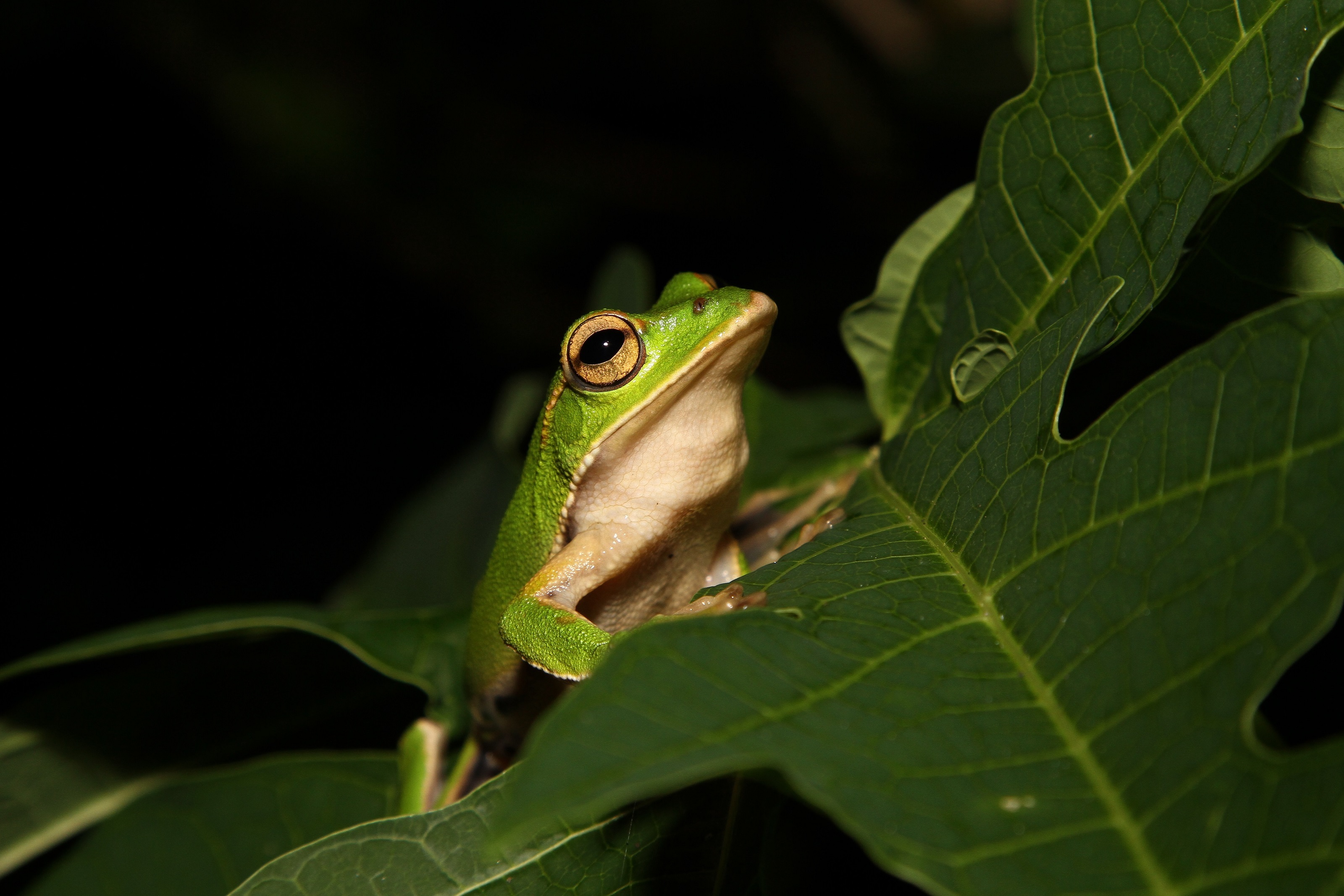Emerald eyed tree frog photo