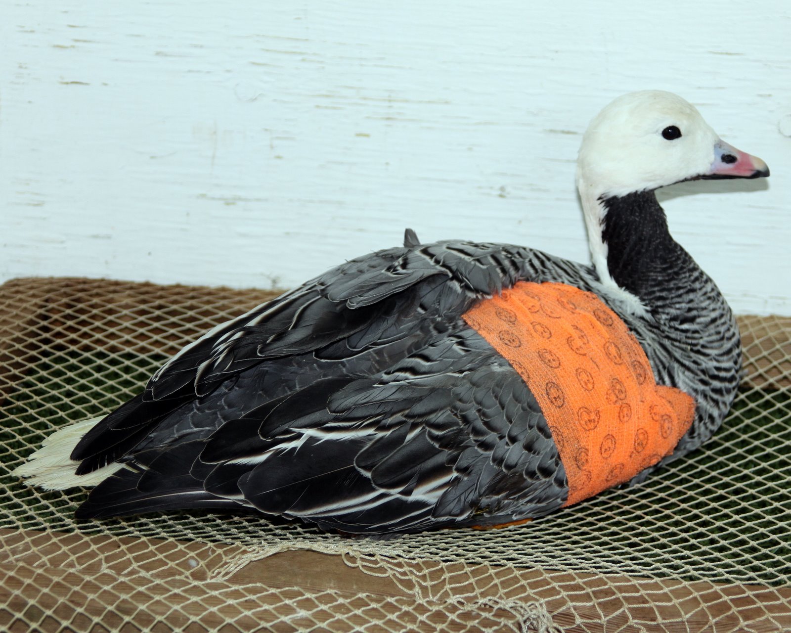 Bird Treatment and Learning Center: A visit from the emperor, goose ...