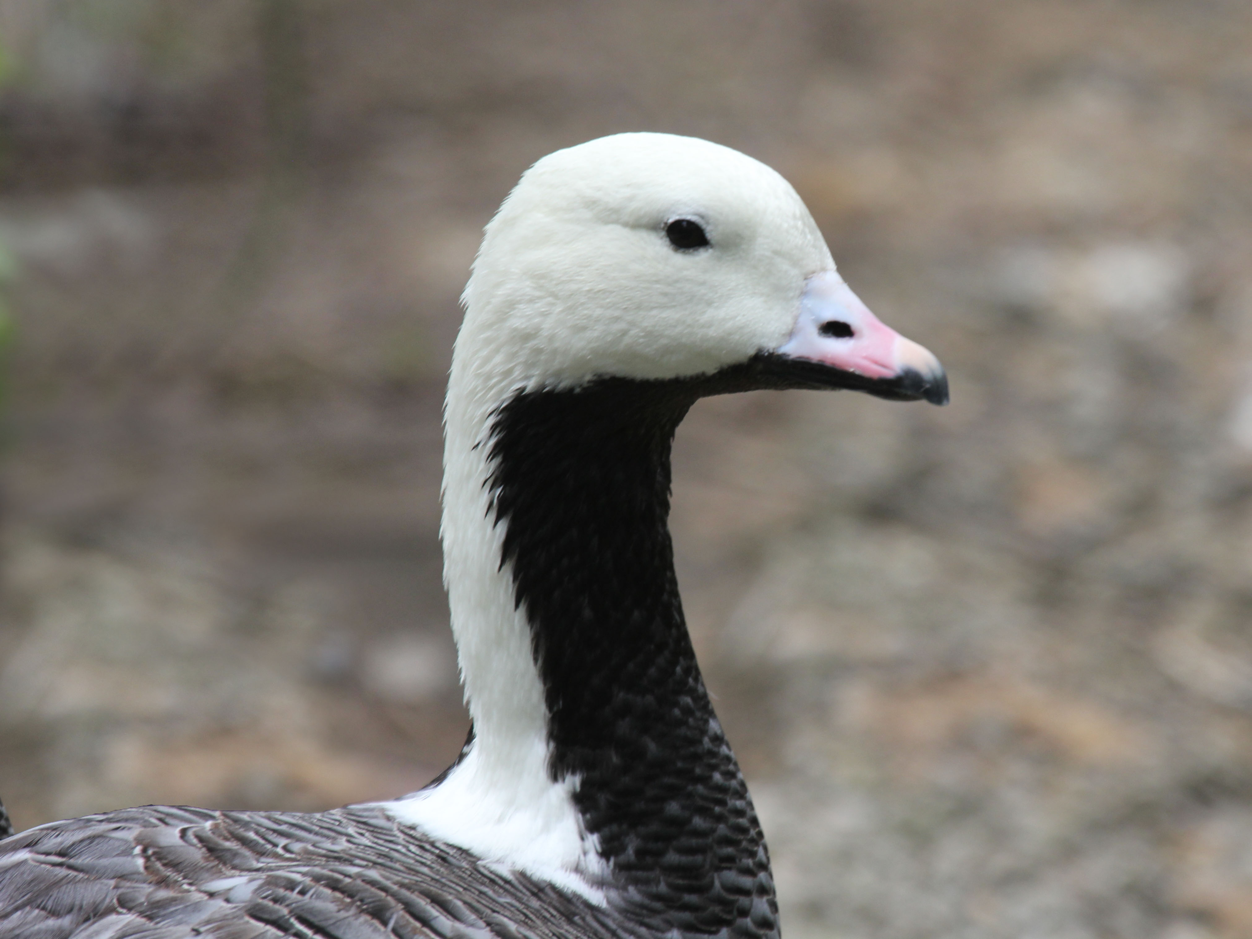 File:Emperor Goose RWD4.jpg - Wikimedia Commons