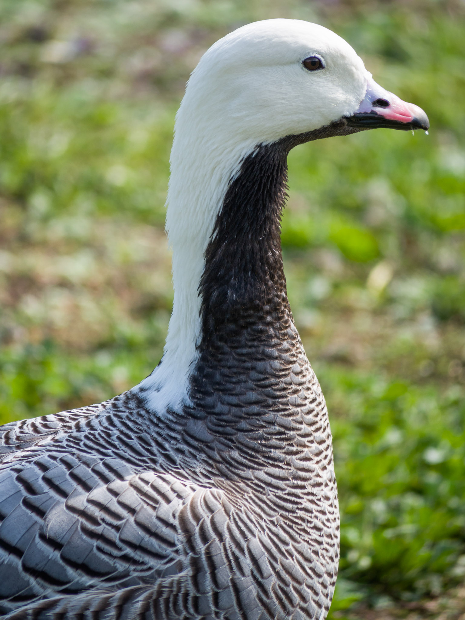 File:Emperor Goose (19142495720).jpg - Wikimedia Commons