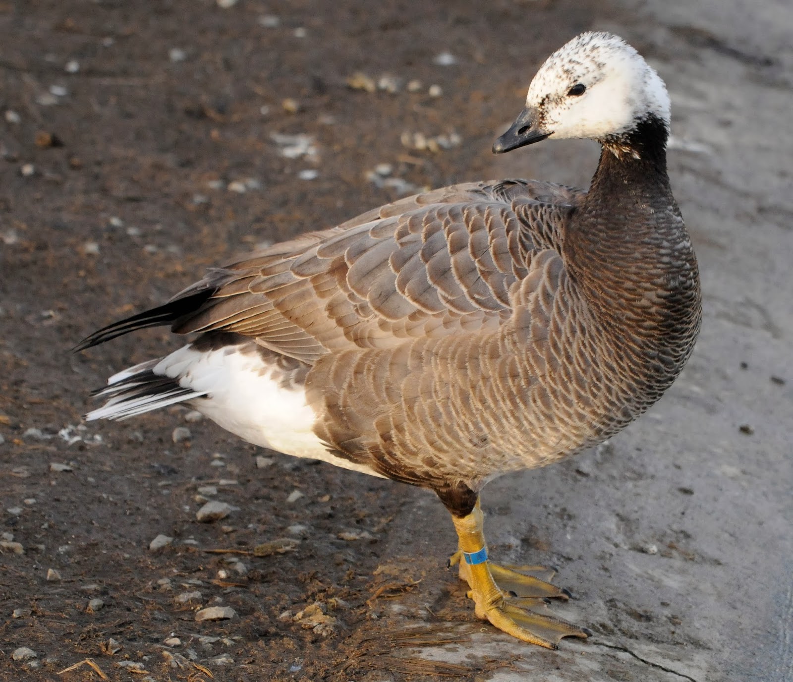 Bird Hybrids: Emperor Goose x Barnacle Goose