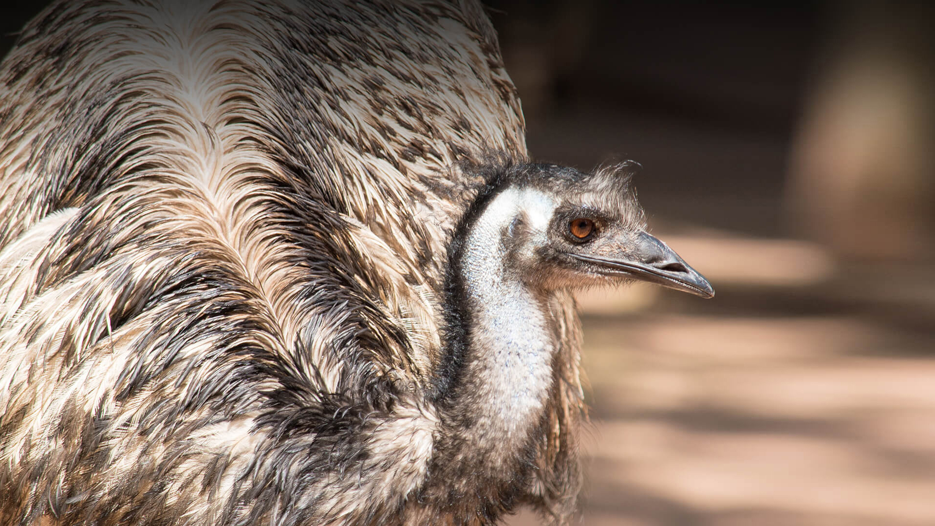 Emu | San Diego Zoo Animals & Plants
