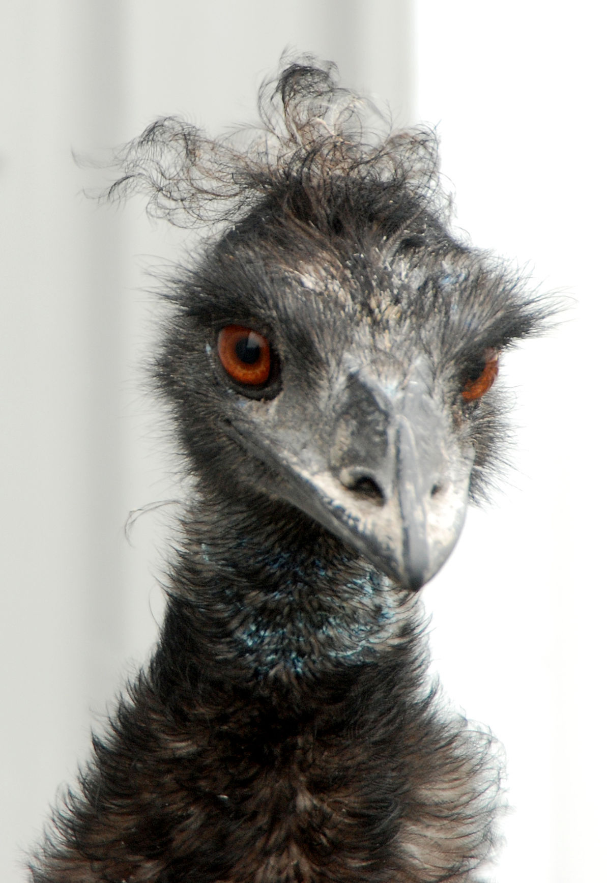 Emu still evading capture | Local | swnewsmedia.com