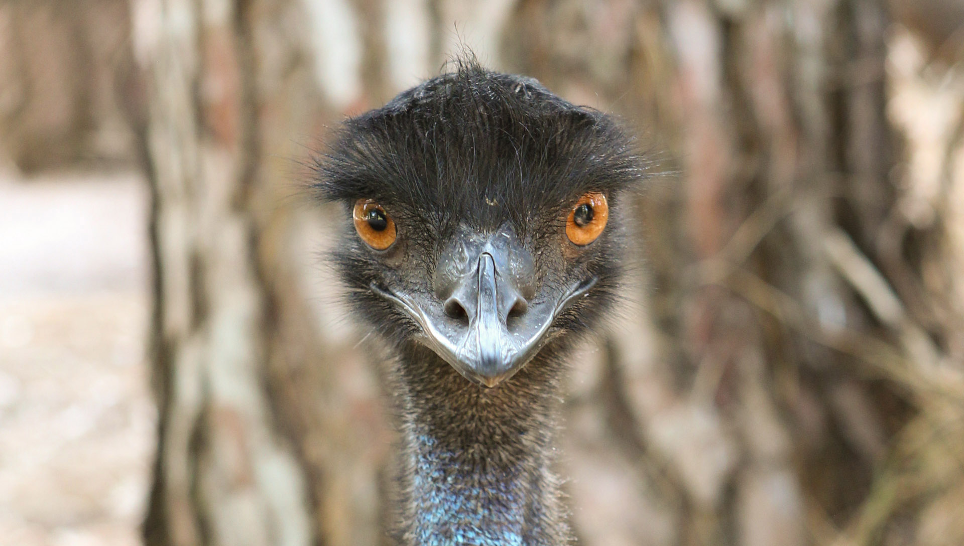 Emu | Perth Zoo
