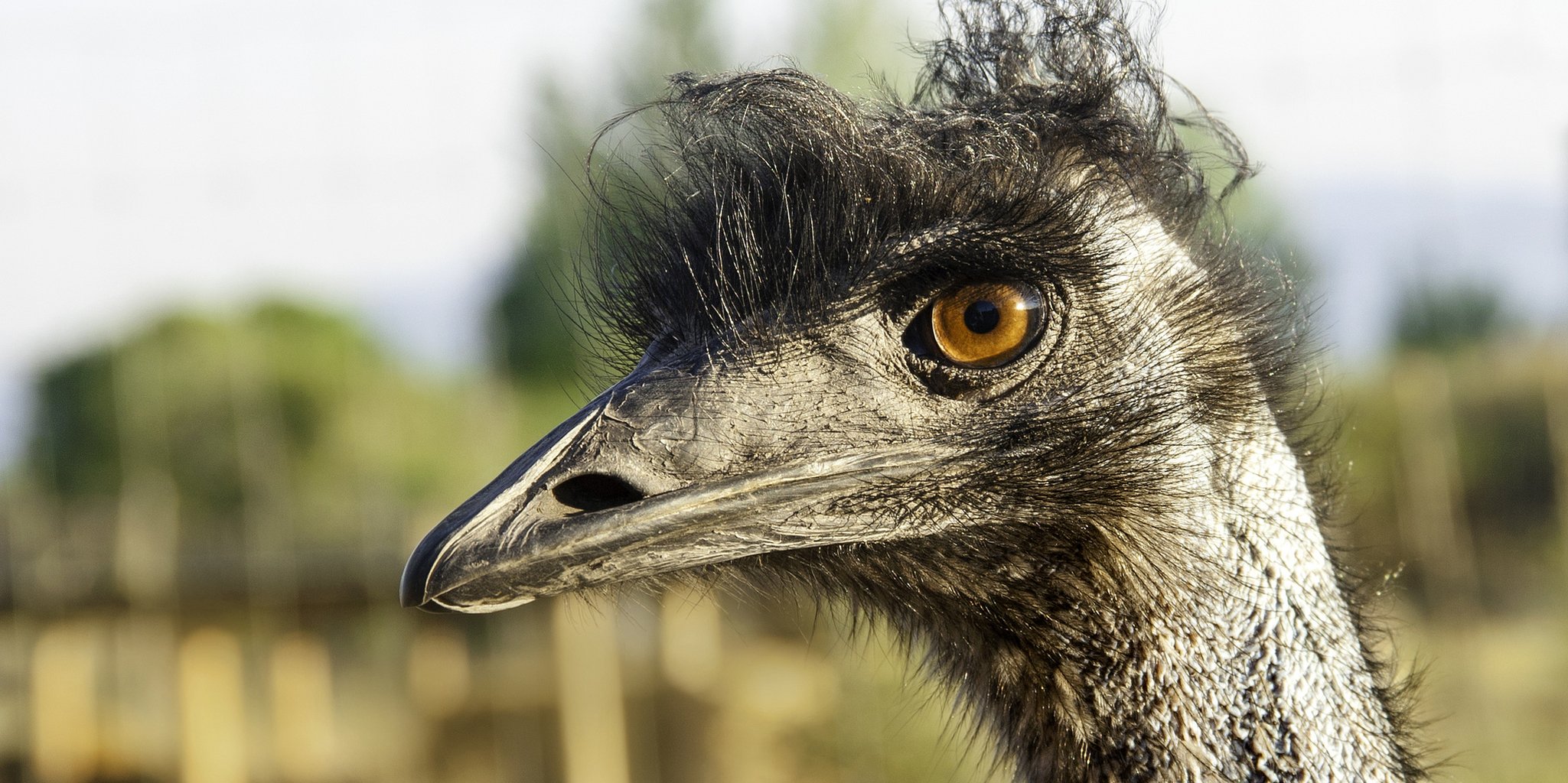 Turns out there are legal consequences for riding an emu to work