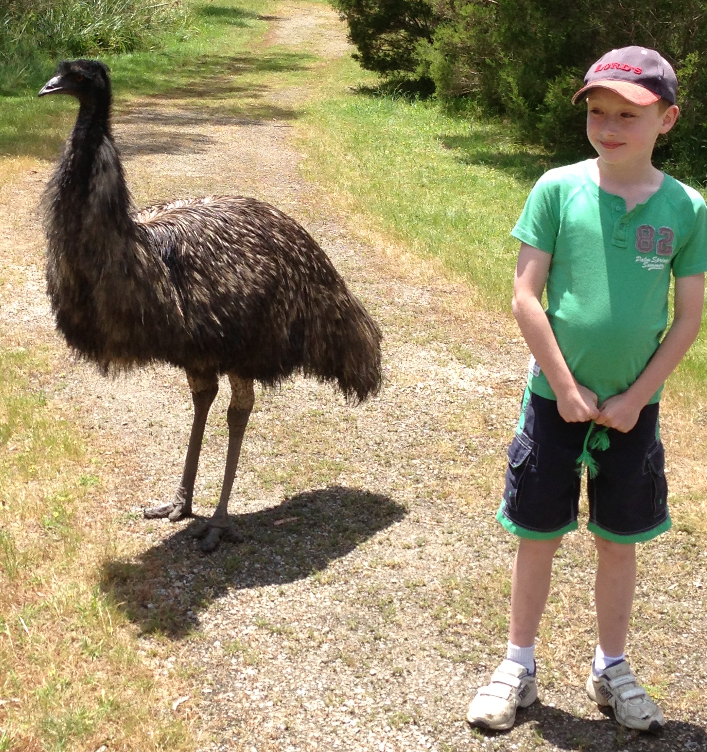 5 Interesting Facts About Emus | Hayden's Animal Facts