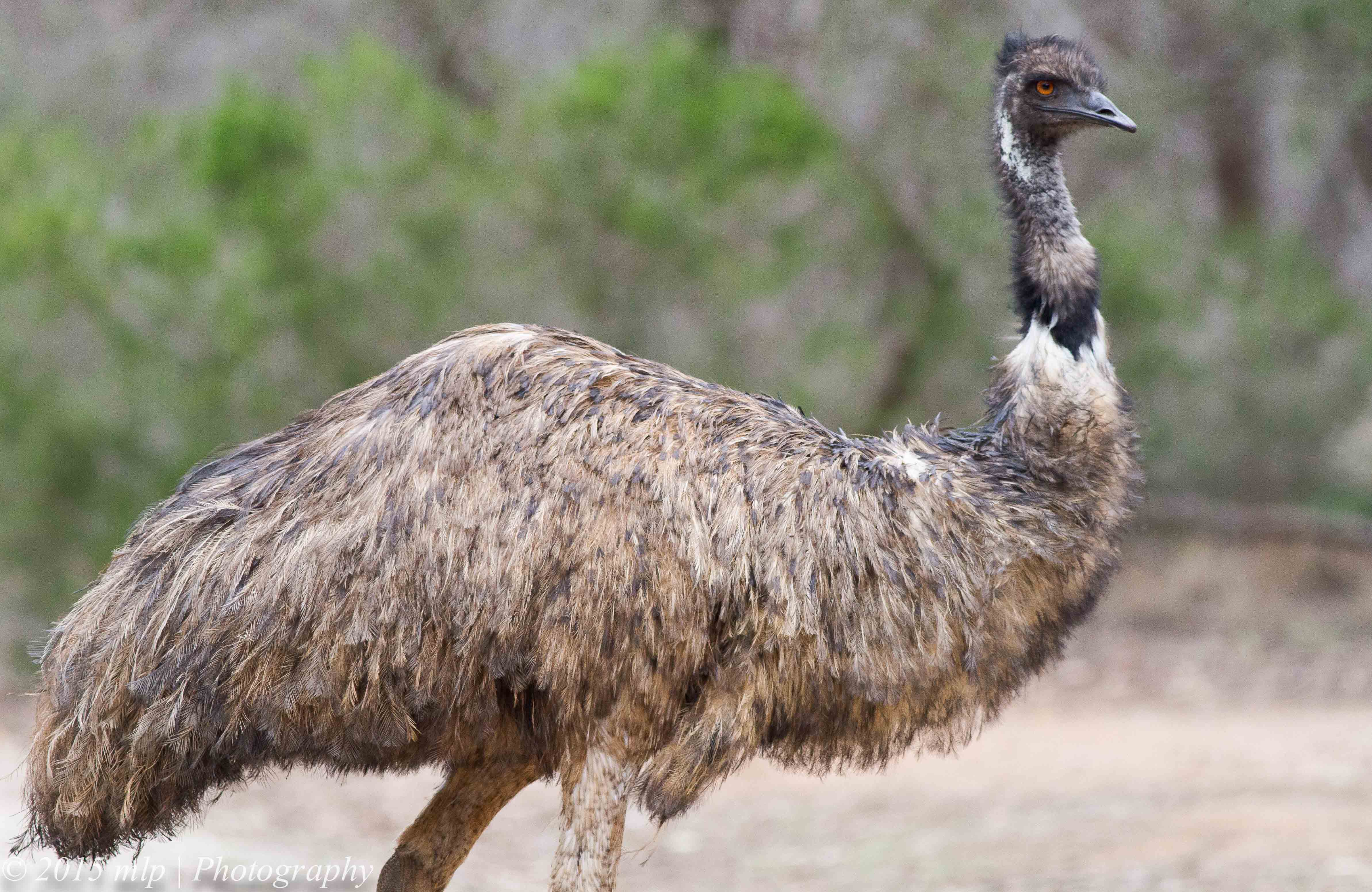 Emu Production Guidelines | American Emu Association