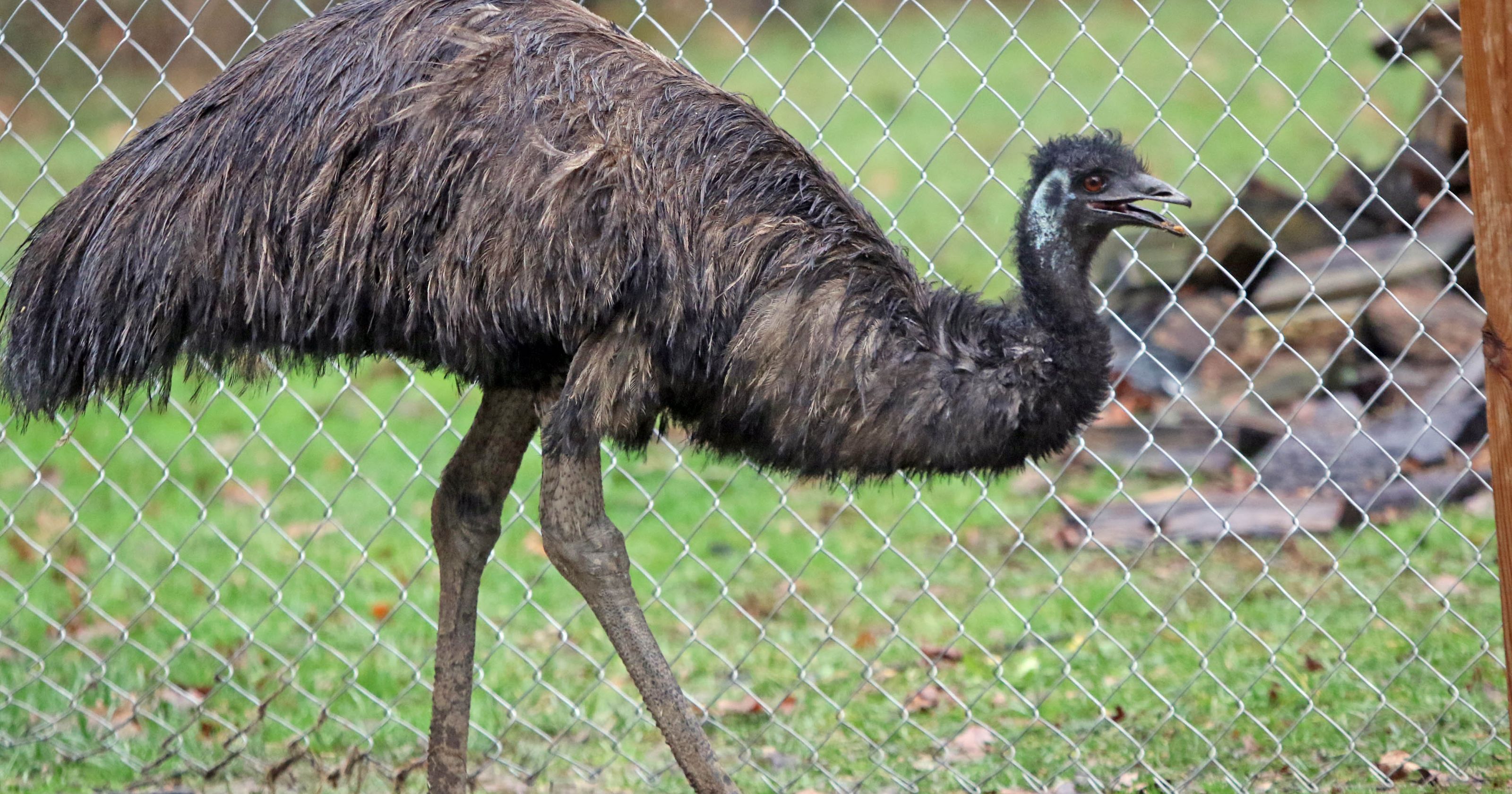 Delaware's once-wayward emu finds permanent home
